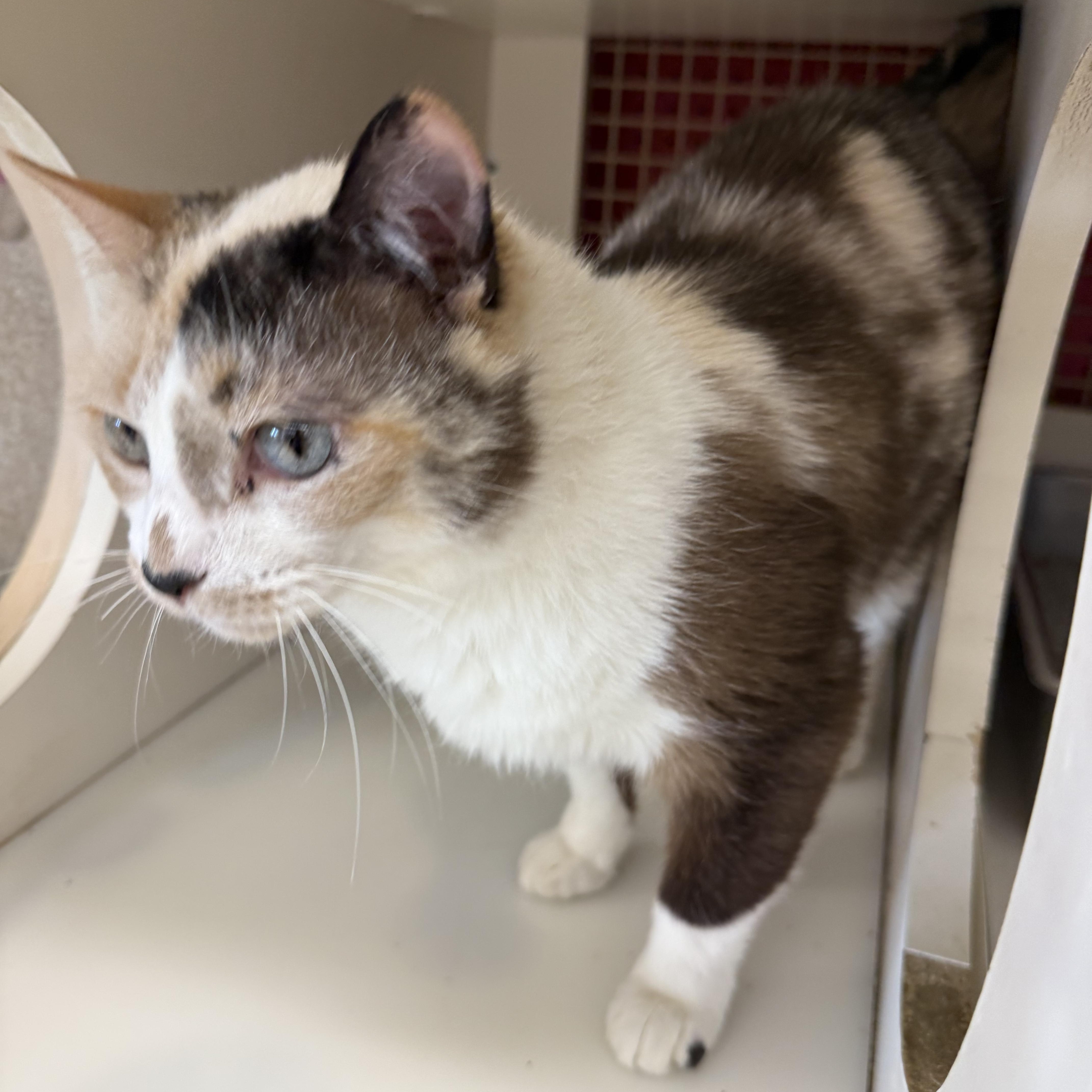 Enlarge Noelle , an adopted mixed breed in Orland Park, IL image 2/4