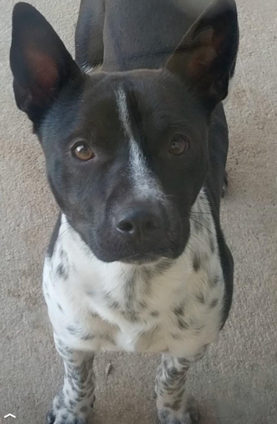 OJ, Adoptable, Adult Male Australian Cattle Dog / Blue Heeler.