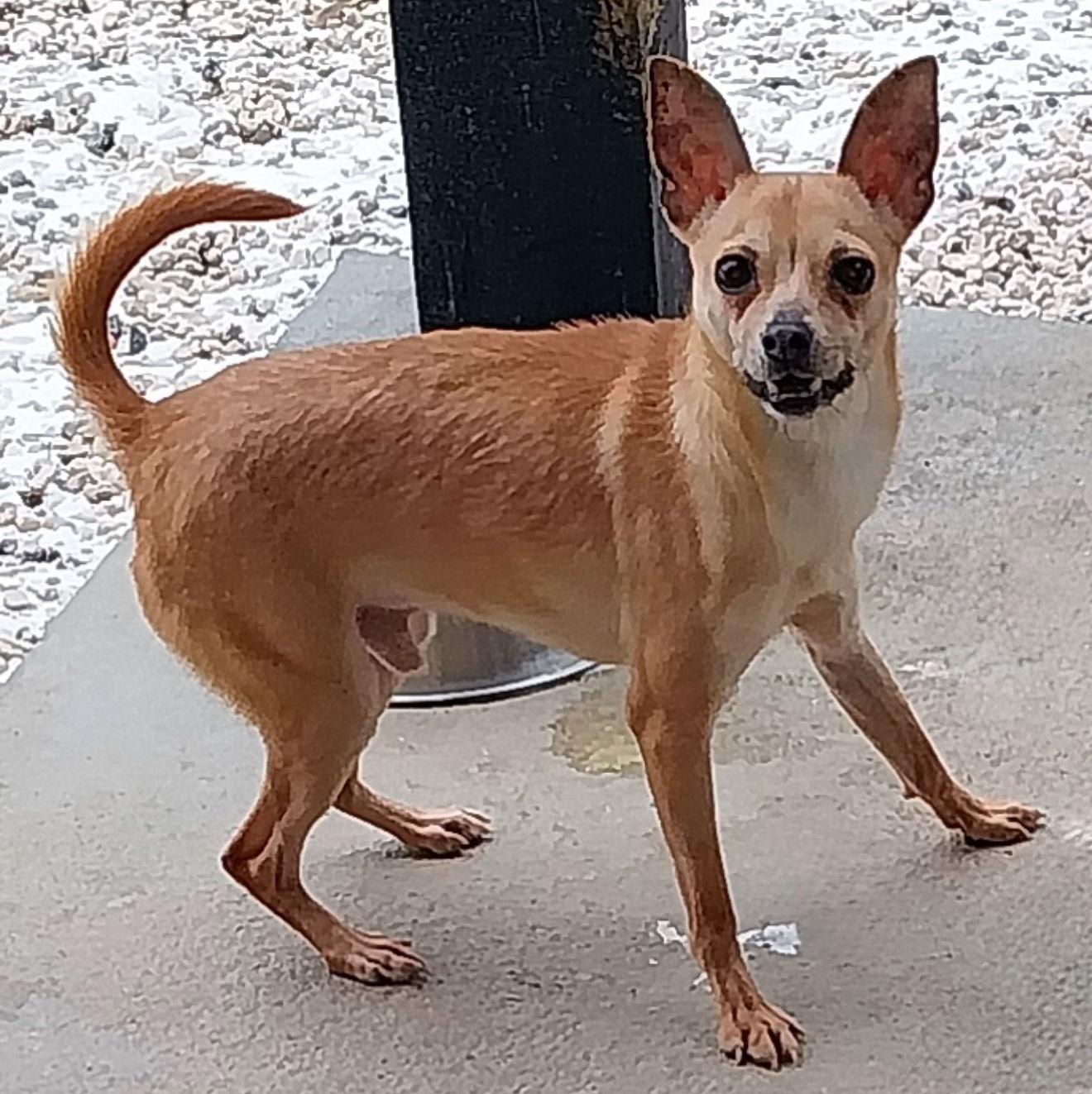Enlarge OJ, a Adoptable Australian Cattle Dog / Blue Heeler in Staley, NC image 1/1