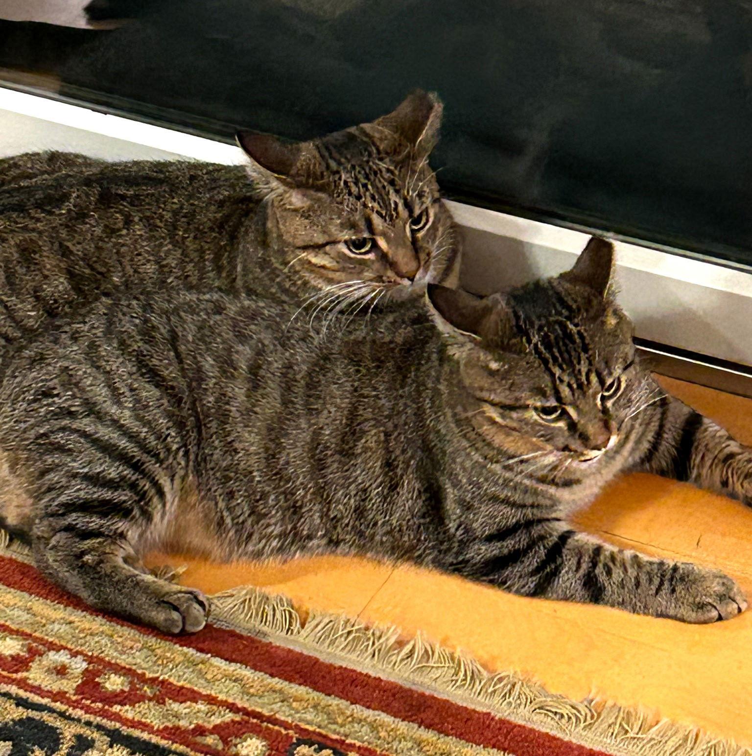 Henry and Toto, Adoptable, Young Male Domestic Short Hair & Tabby.