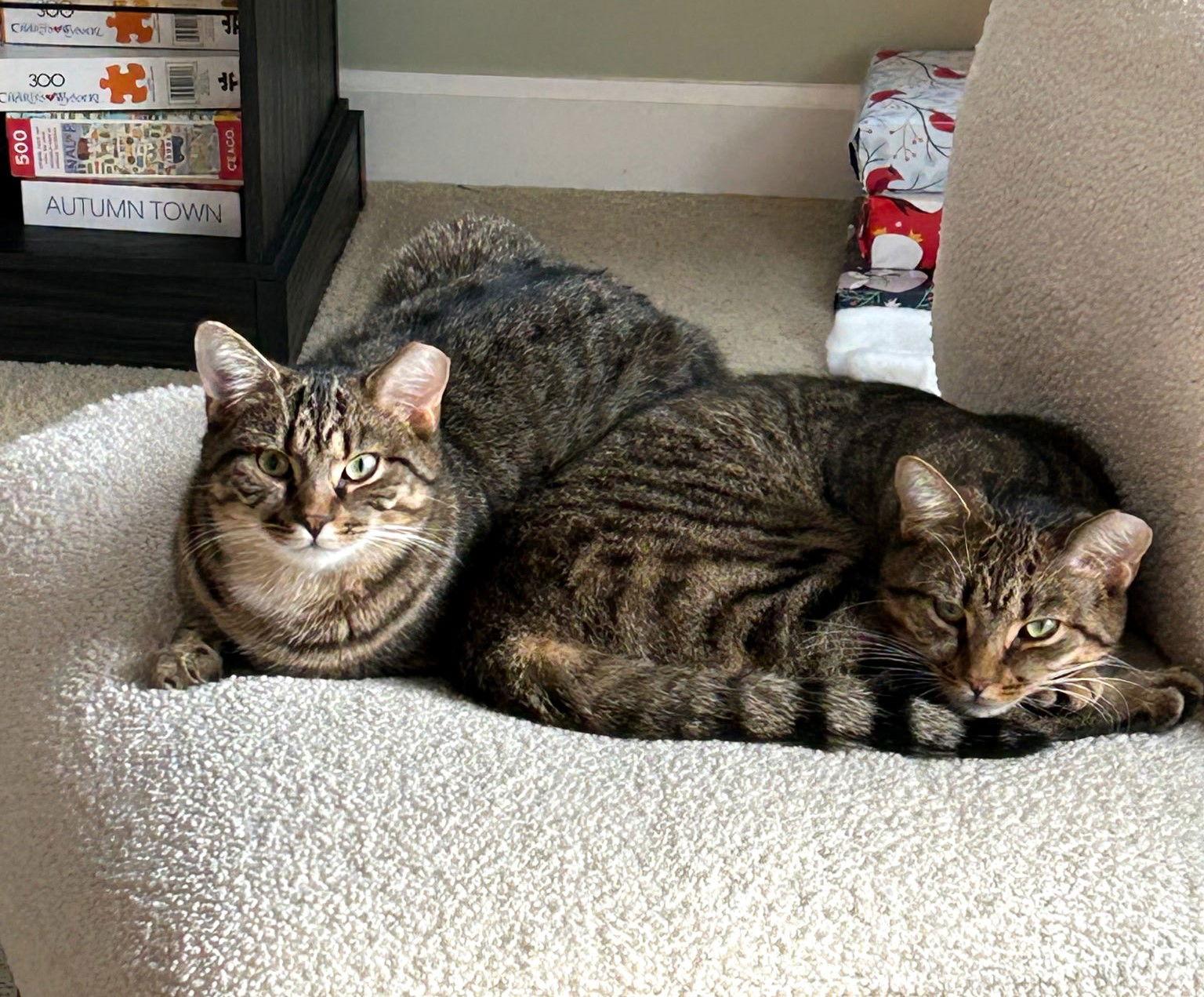 Enlarge Henry and Toto, a Adoptable mixed breed in Traverse City, MI image 2/2