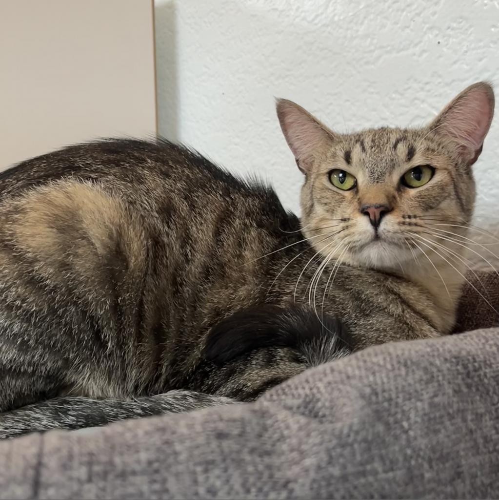 Enlarge CHARLES DARWIN, a ADOPTABLE Domestic Short Hair in Joshua Tree, CA image 5/5