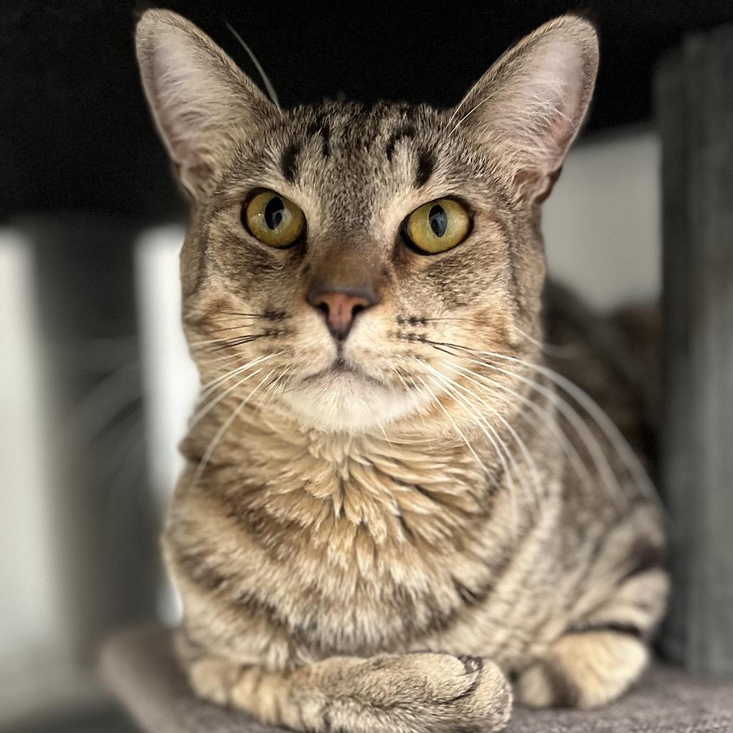 Enlarge CHARLES DARWIN, a ADOPTABLE Domestic Short Hair in Joshua Tree, CA image 2/5