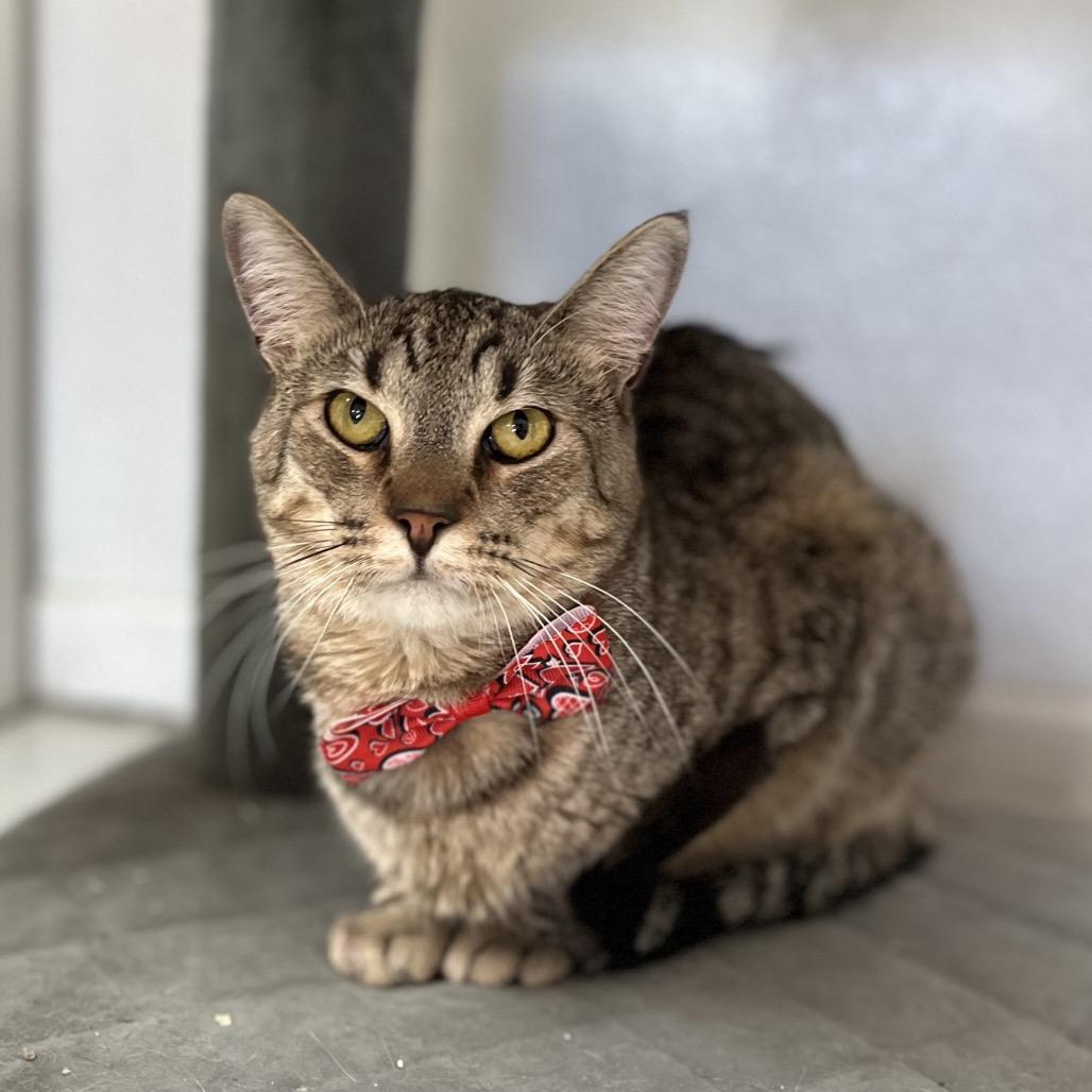 Enlarge CHARLES DARWIN, a ADOPTABLE Domestic Short Hair in Joshua Tree, CA image 1/5