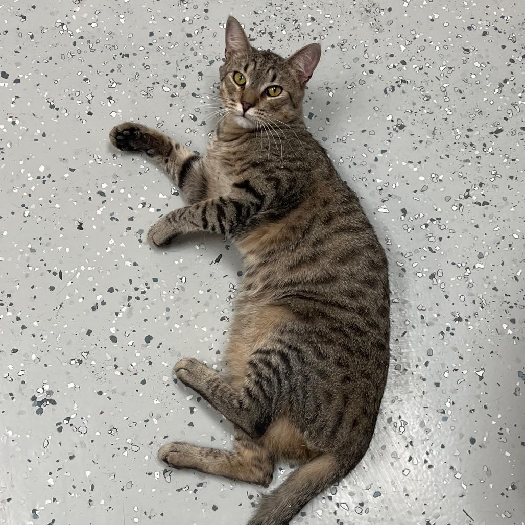 CHARLES DARWIN — thumbnail 4