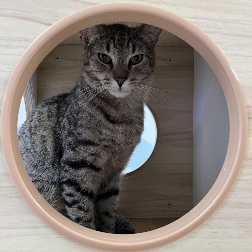 Enlarge CHARLES DARWIN, a ADOPTABLE Domestic Short Hair in Joshua Tree, CA image 4/5