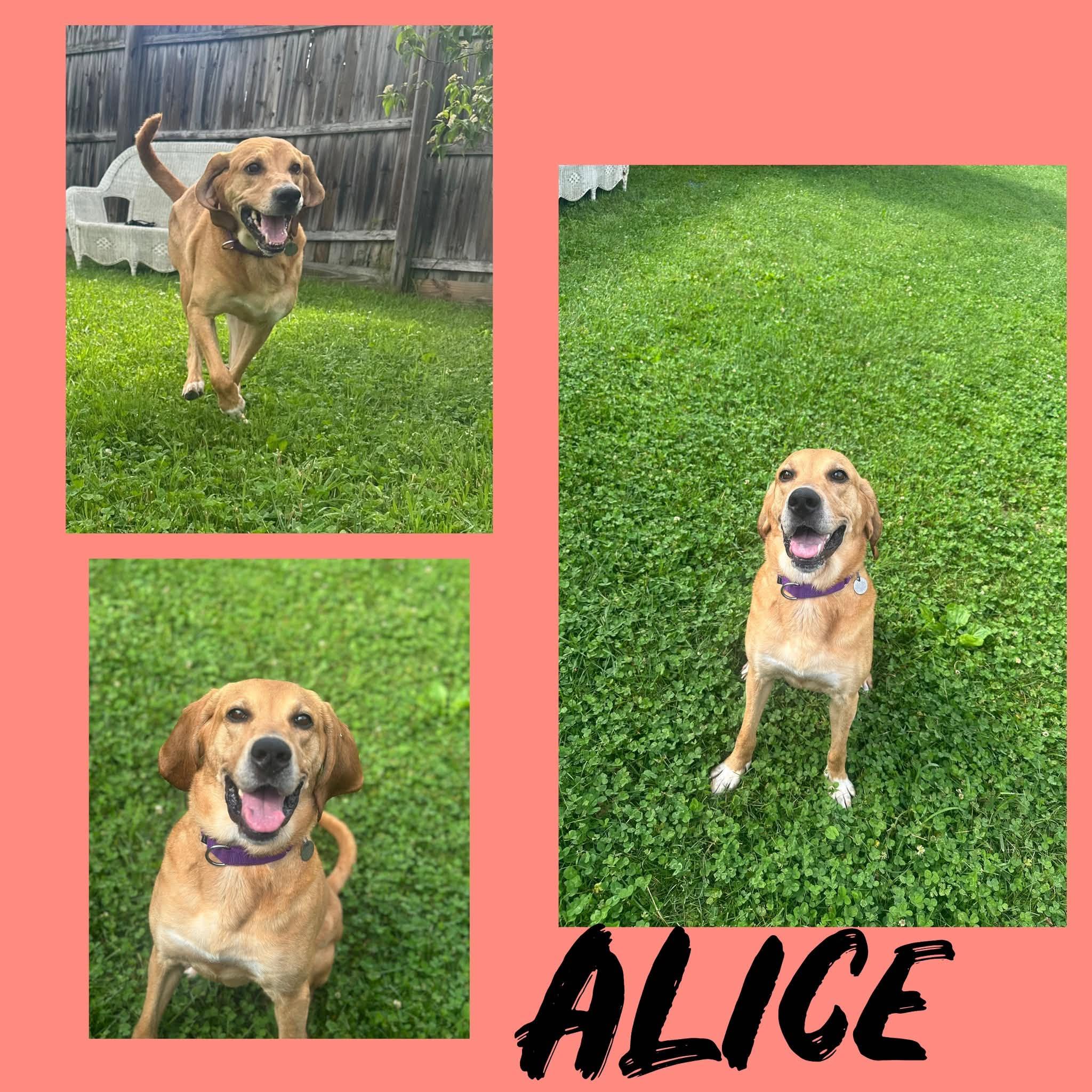 Alice, ADOPTABLE, Adult Female Bloodhound & Coonhound.