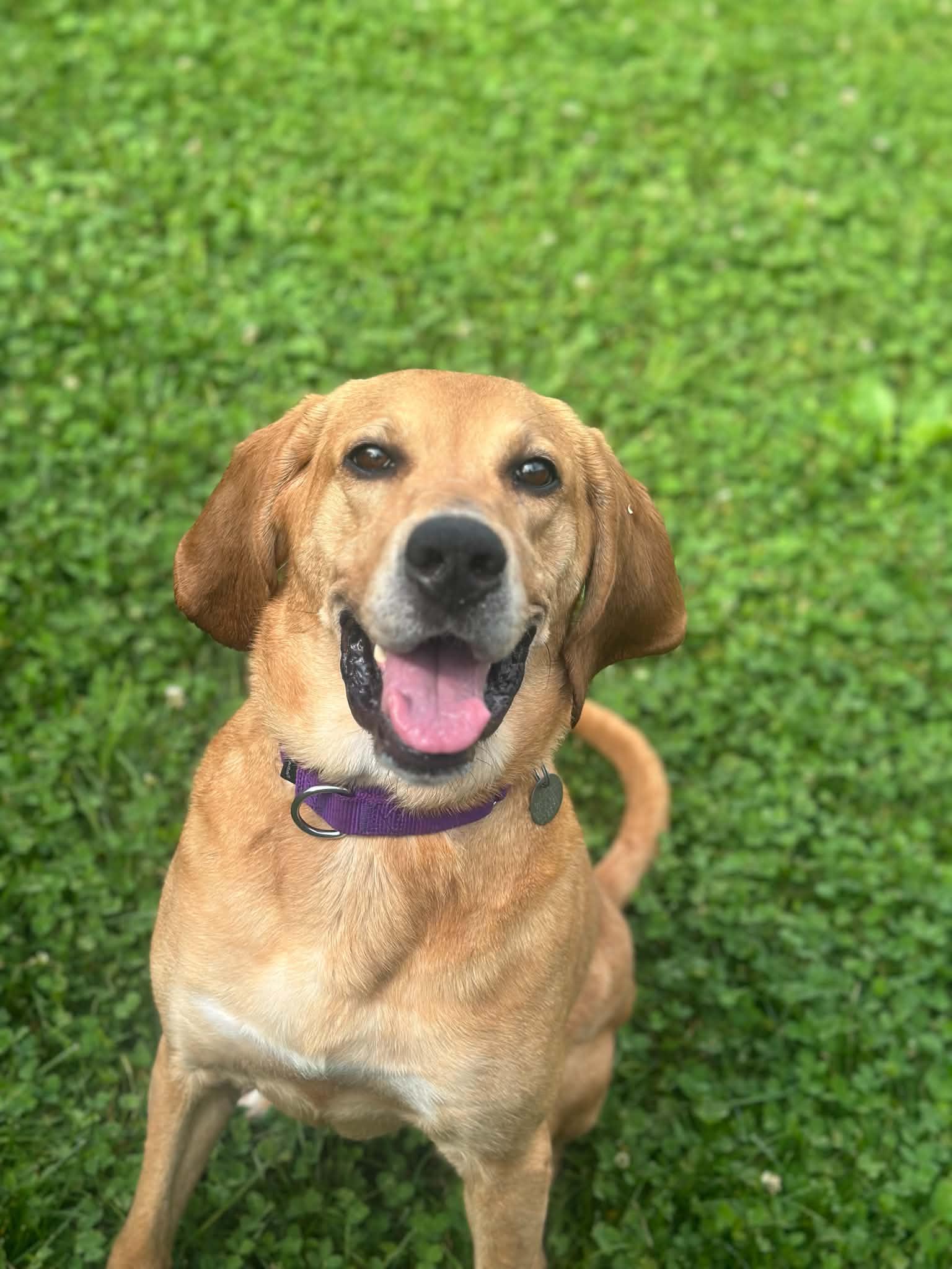 Enlarge Alice, an adopted mixed breed in Springfield, VT image 1/5