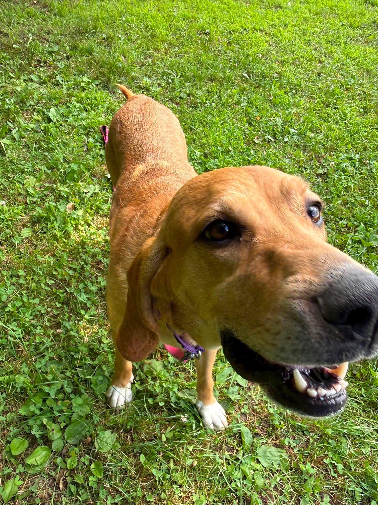 Enlarge Alice, an adopted mixed breed in Springfield, VT image 3/5