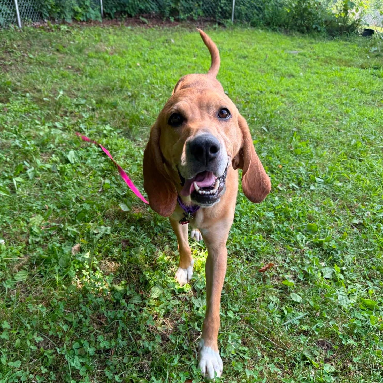 Enlarge Alice, an adopted mixed breed in Springfield, VT image 2/5