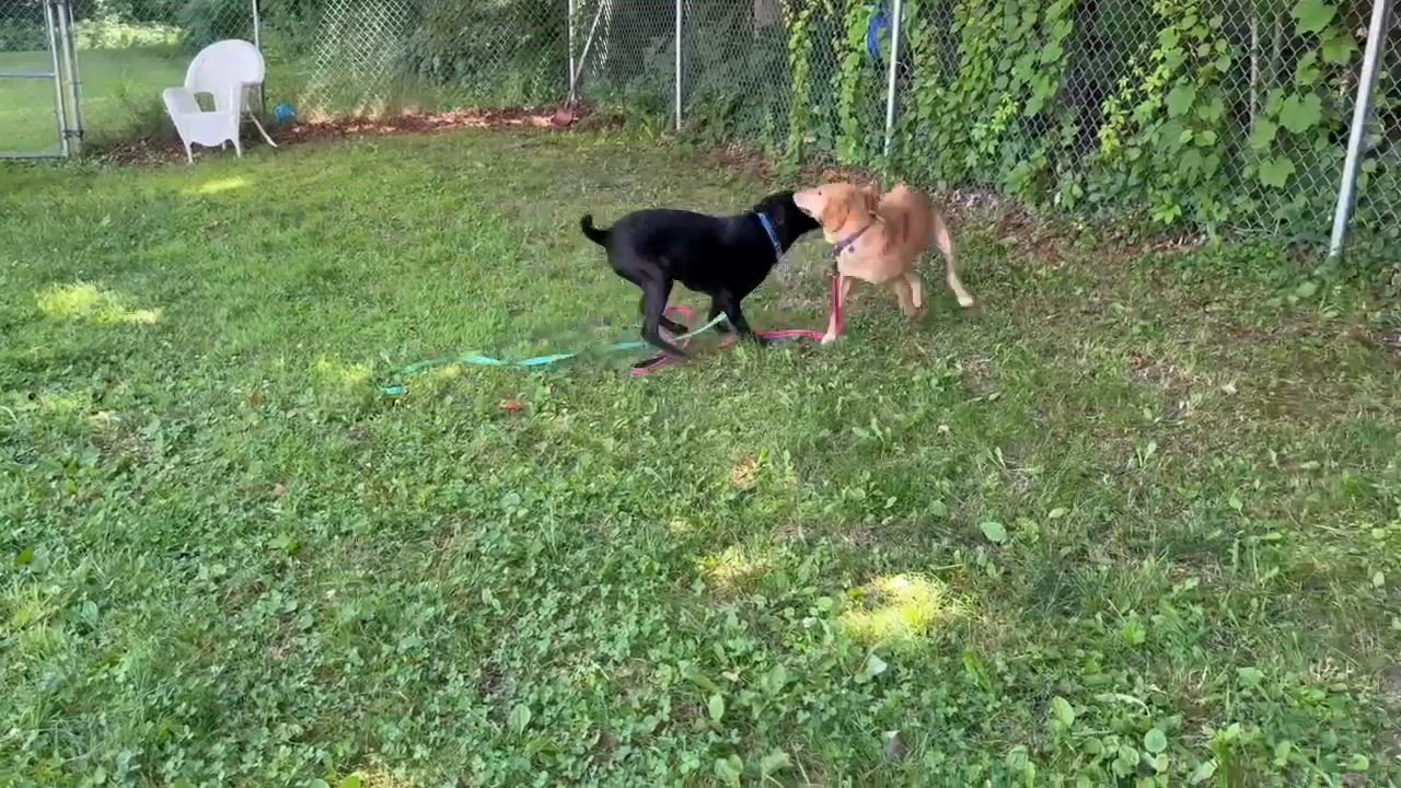 Enlarge Alice, an adopted mixed breed in Springfield, VT video 5/5