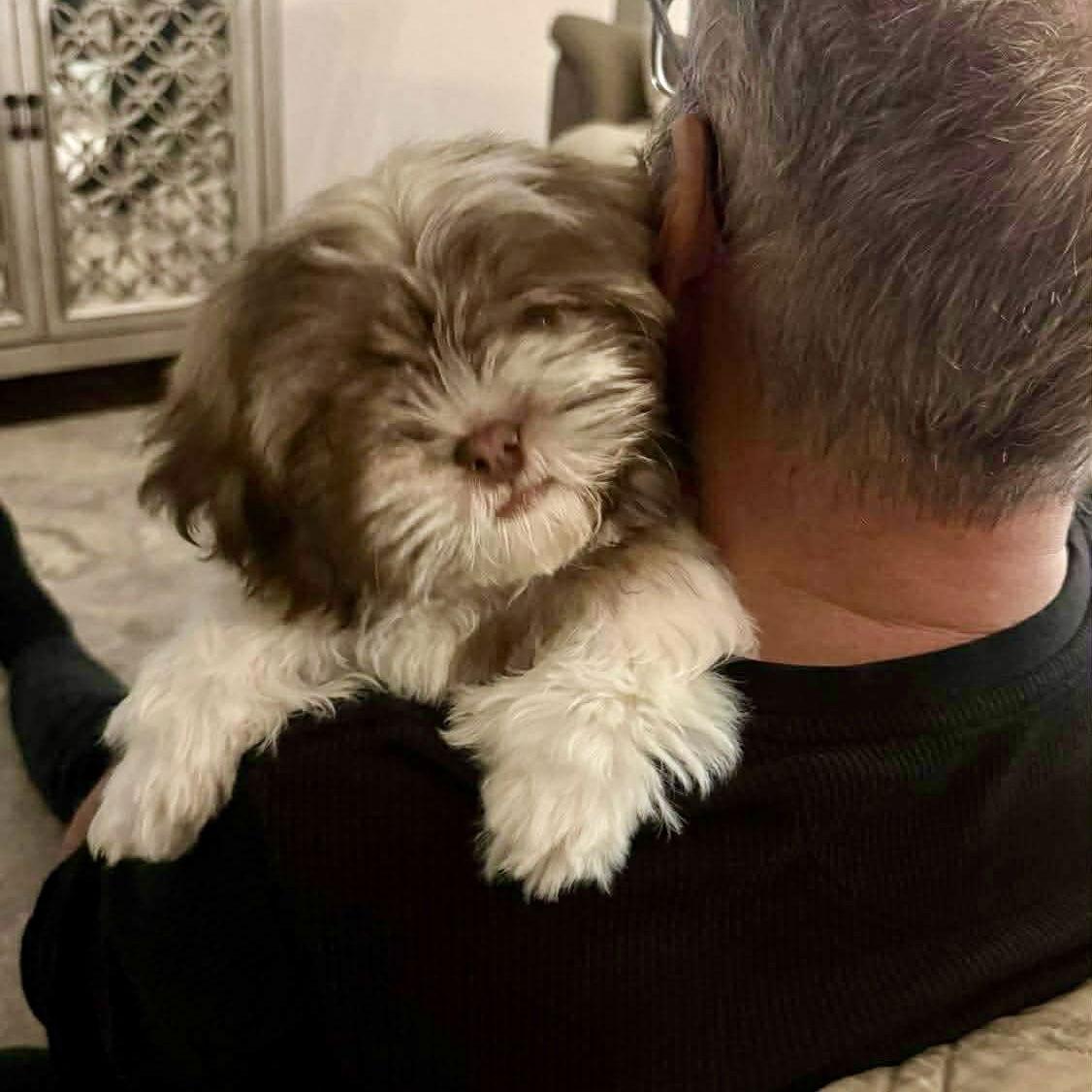 Rooney, Adopted, Puppy Male Shih Tzu & Lhasa Apso.