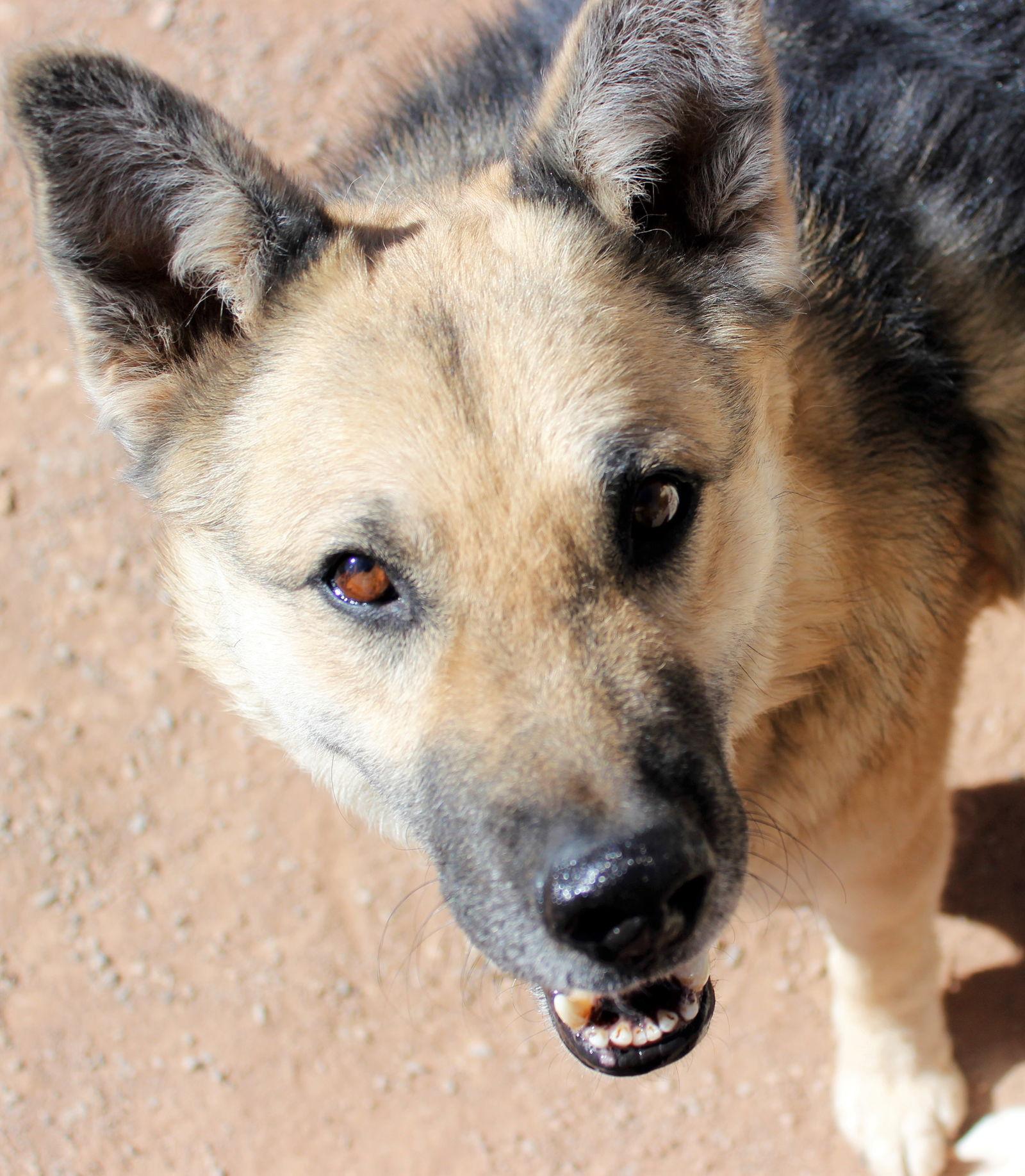 Sadie, Adoptable, Adult Female German Shepherd Dog.