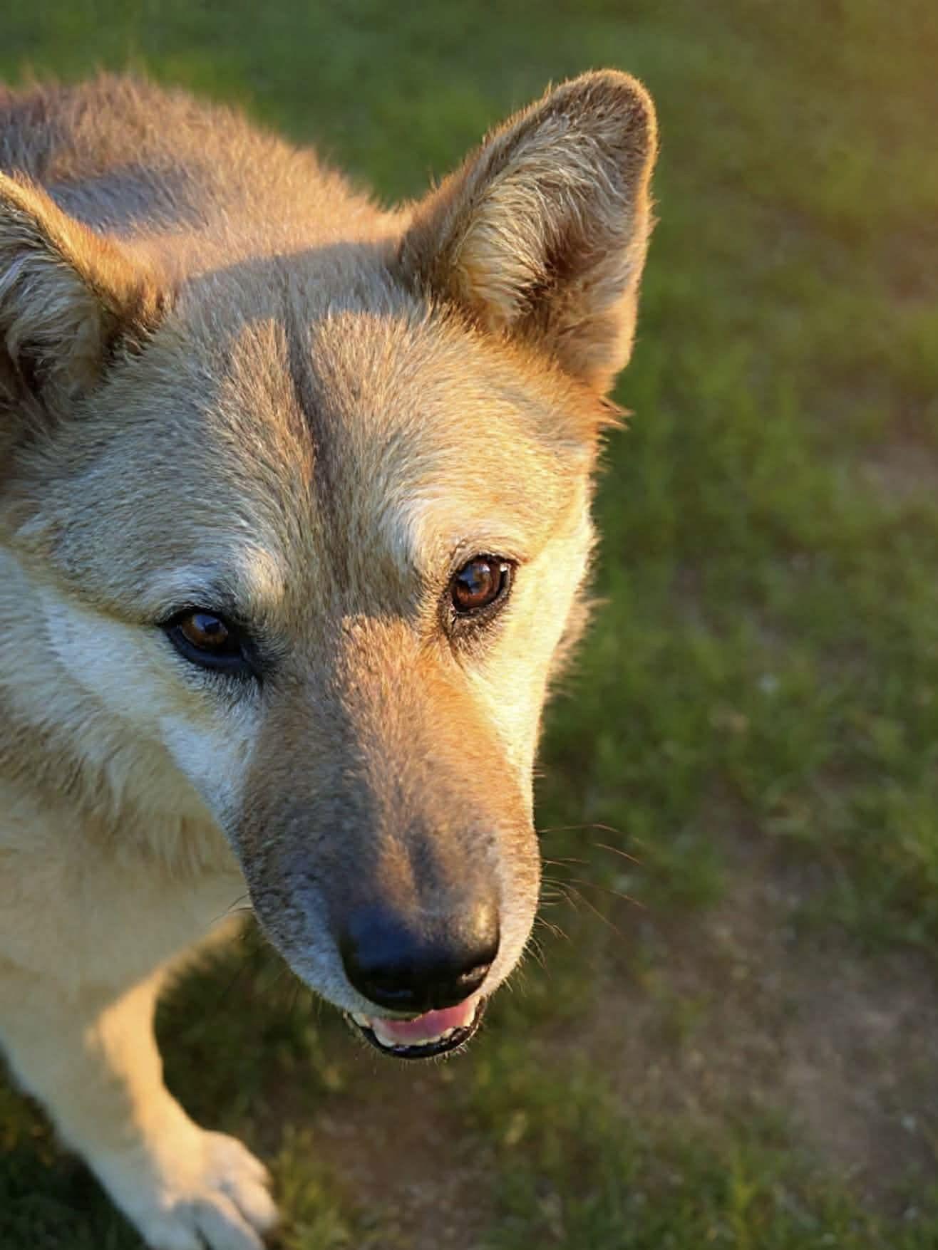 Enlarge Sadie, a Adoptable German Shepherd Dog in Cedar Crest, NM image 2/3