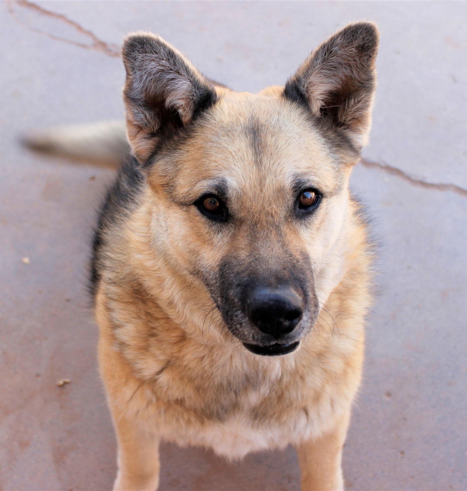Sadie, Adoptable, Adult Female German Shepherd Dog.