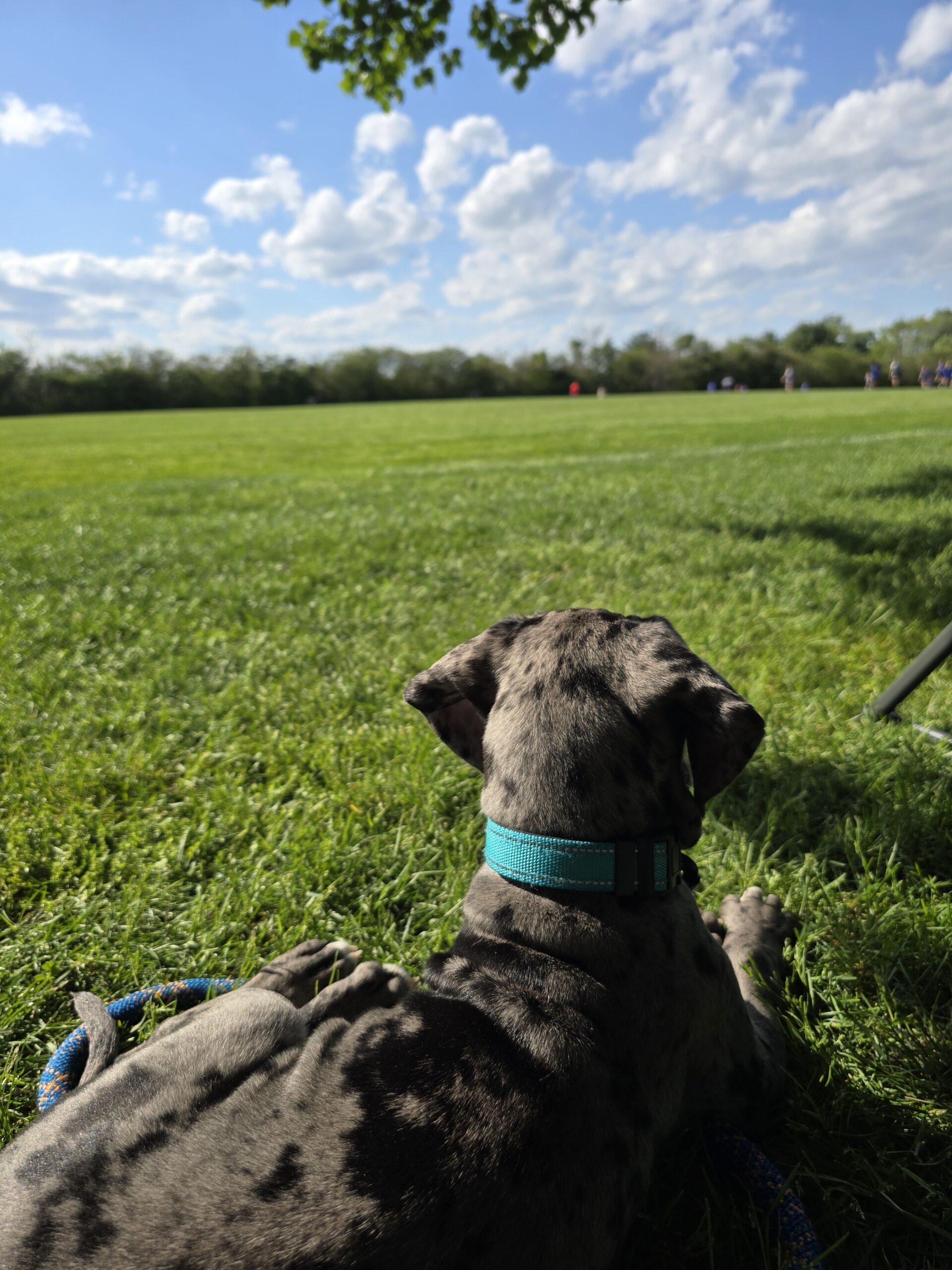 Enlarge Maverick, a ADOPTABLE Great Dane in Martinsburg, WV image 2/4