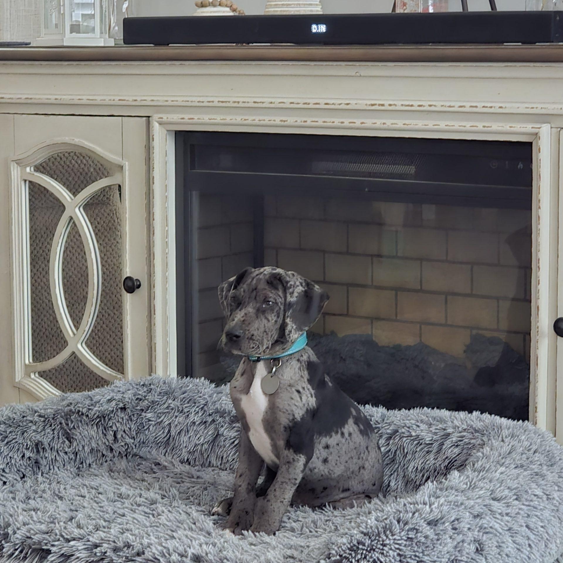 Enlarge Maverick, a ADOPTABLE Great Dane in Martinsburg, WV image 1/4