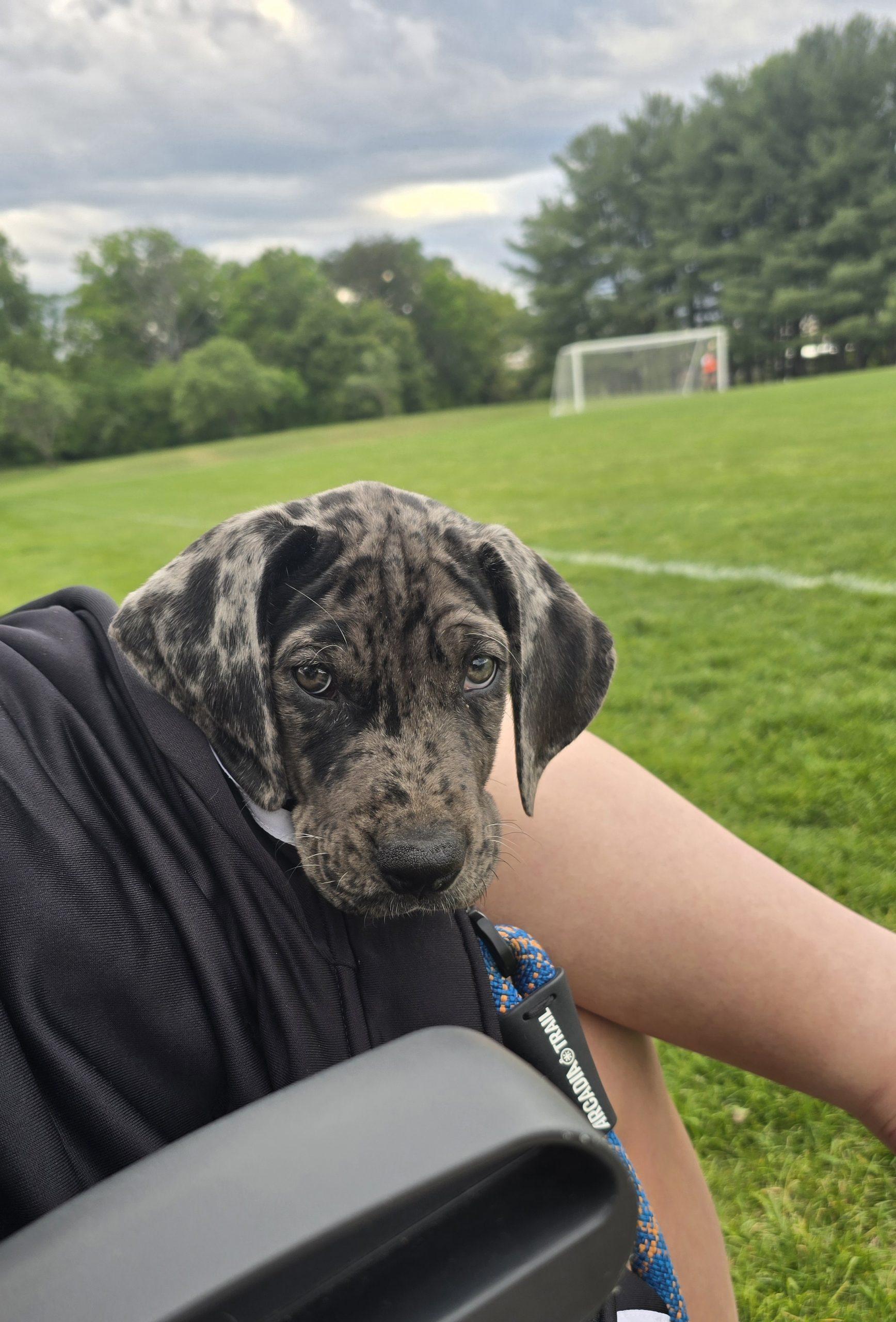 Enlarge Maverick, a ADOPTABLE Great Dane in Martinsburg, WV image 4/4