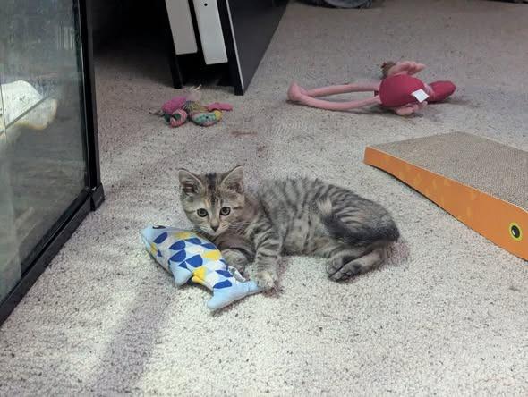 Bonnie, Adoptable, Kitten Female Domestic Short Hair.