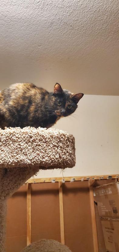 Enlarge Chabelita, a ADOPTABLE Domestic Short Hair in Liverpool, TX image 2/3