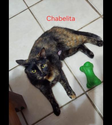 Chabelita — thumbnail 2