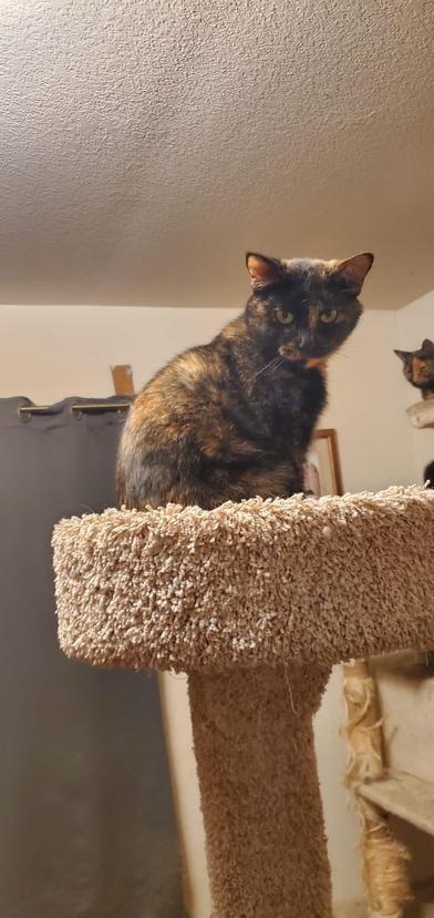 Enlarge Chabelita, a ADOPTABLE Domestic Short Hair in Liverpool, TX image 3/3