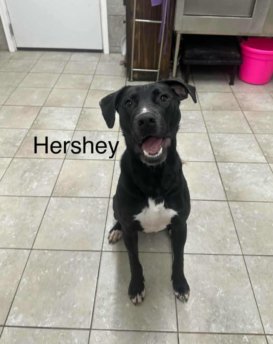 Enlarge Hershey, an adopted Mixed Breed in Springhill, LA image 1/1