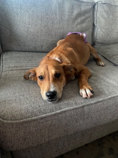 Goose, Adopted, Young Male Australian Cattle Dog / Blue Heeler.