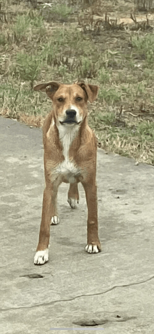Enlarge Goose, a Adopted Australian Cattle Dog / Blue Heeler in Pilot Point, TX image 2/6