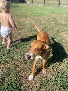 Enlarge Goose, a Adopted Australian Cattle Dog / Blue Heeler in Pilot Point, TX image 4/6