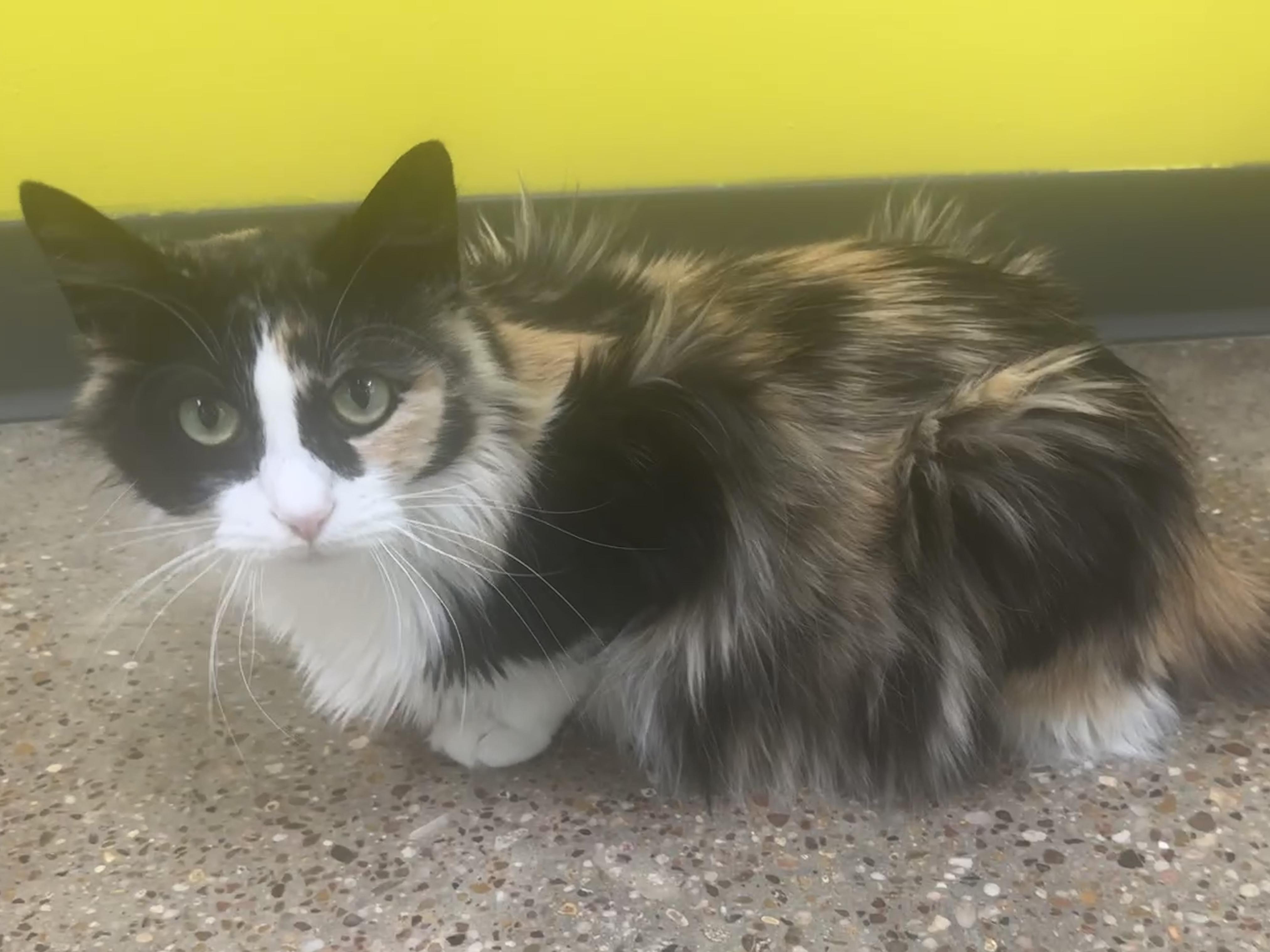 Enlarge Allie (your best ally), a ADOPTABLE mixed breed in Houston, TX image 2/6