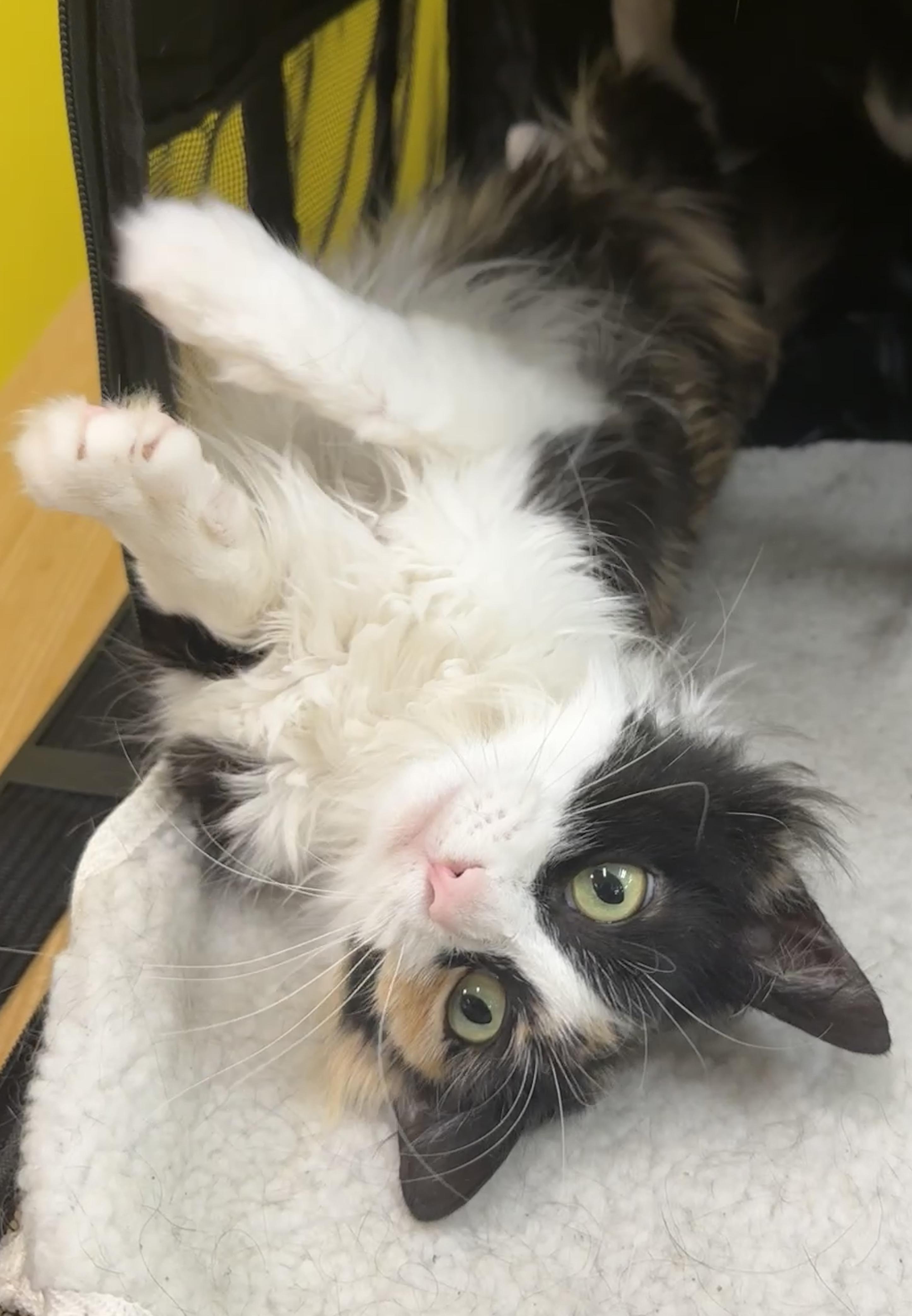 Enlarge Allie (your best ally), a ADOPTABLE mixed breed in Houston, TX image 5/6