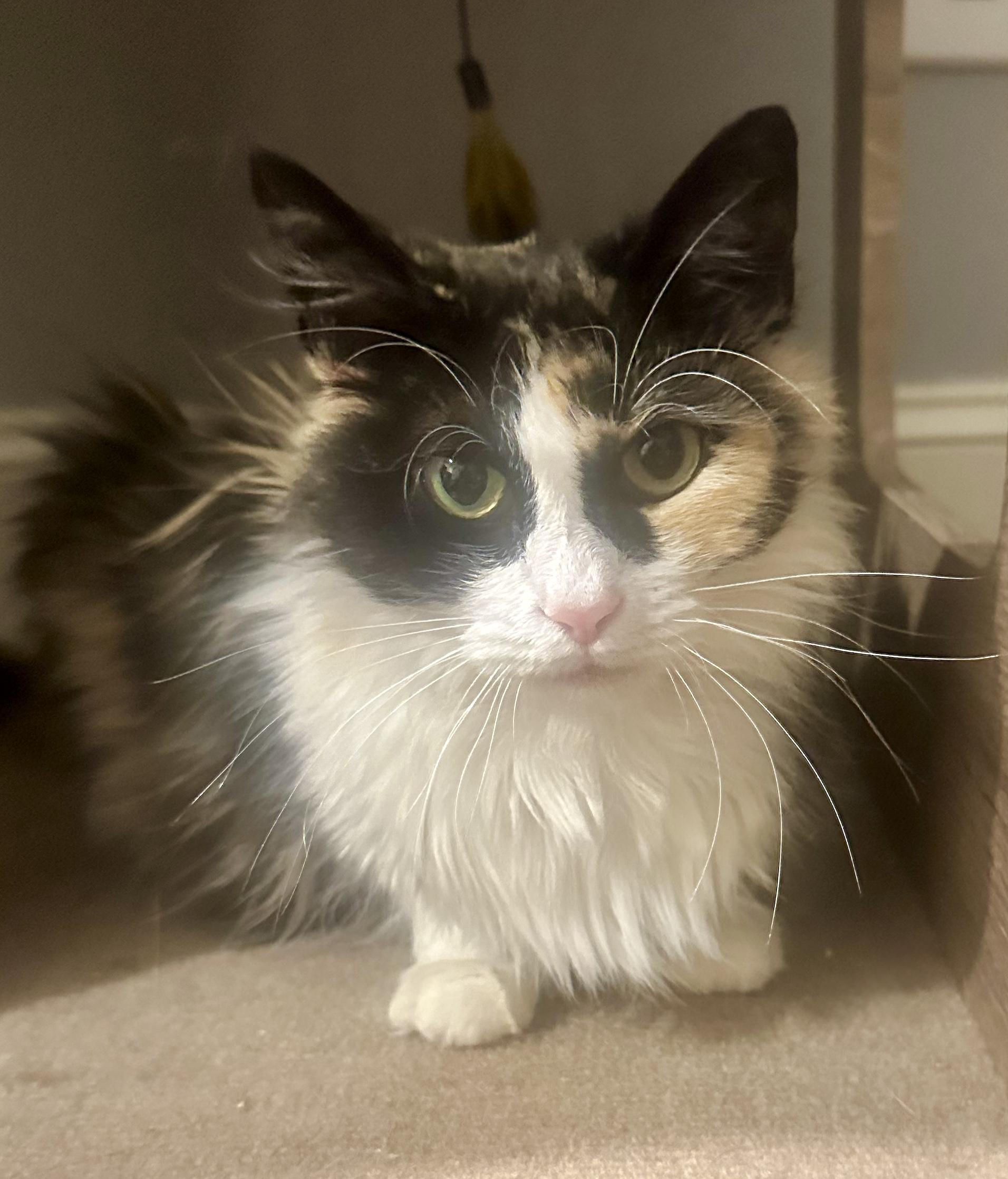 Enlarge Allie (your best ally), a ADOPTABLE mixed breed in Houston, TX image 4/6