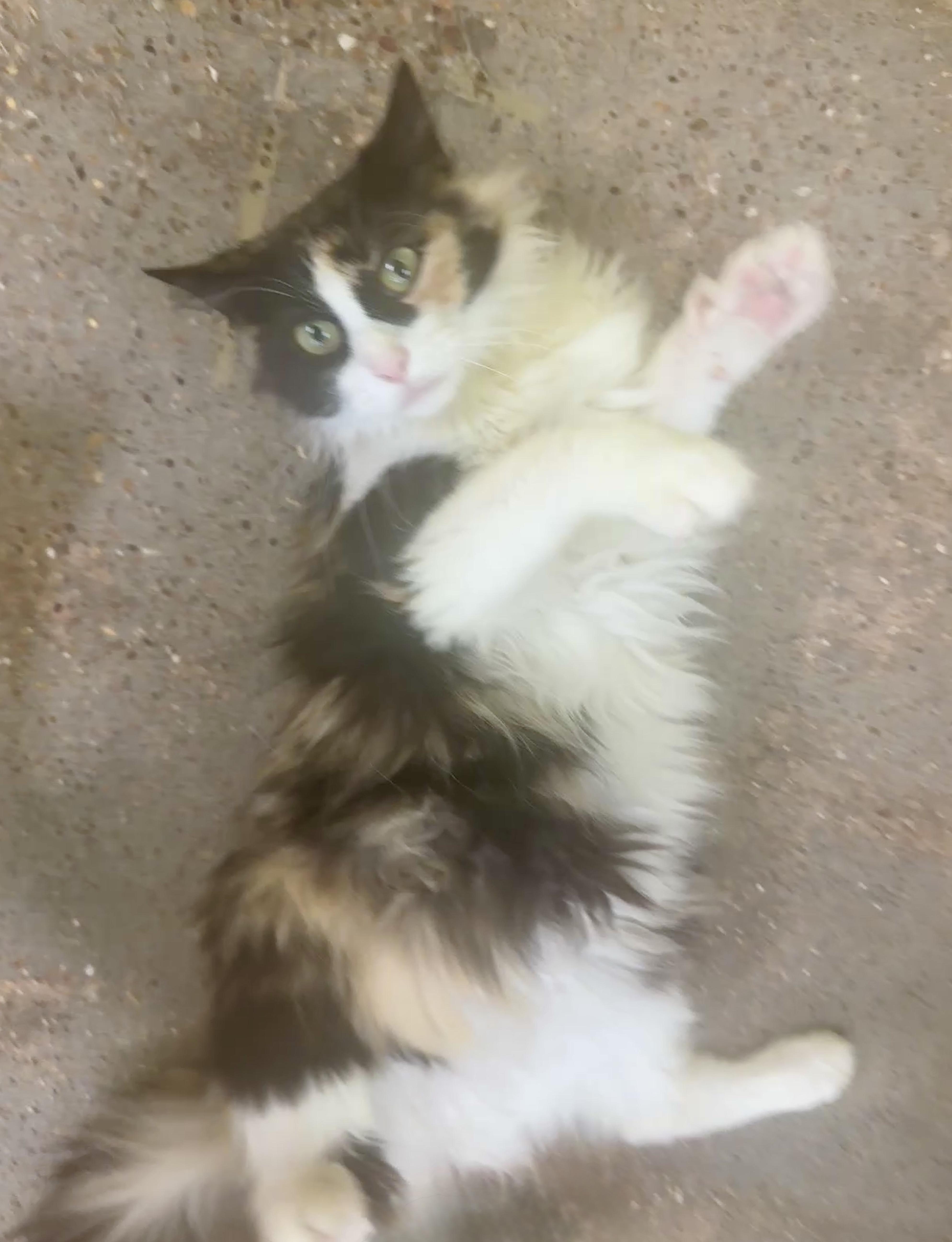 Allie (your best ally), ADOPTABLE, Young Female Domestic Long Hair & Calico.