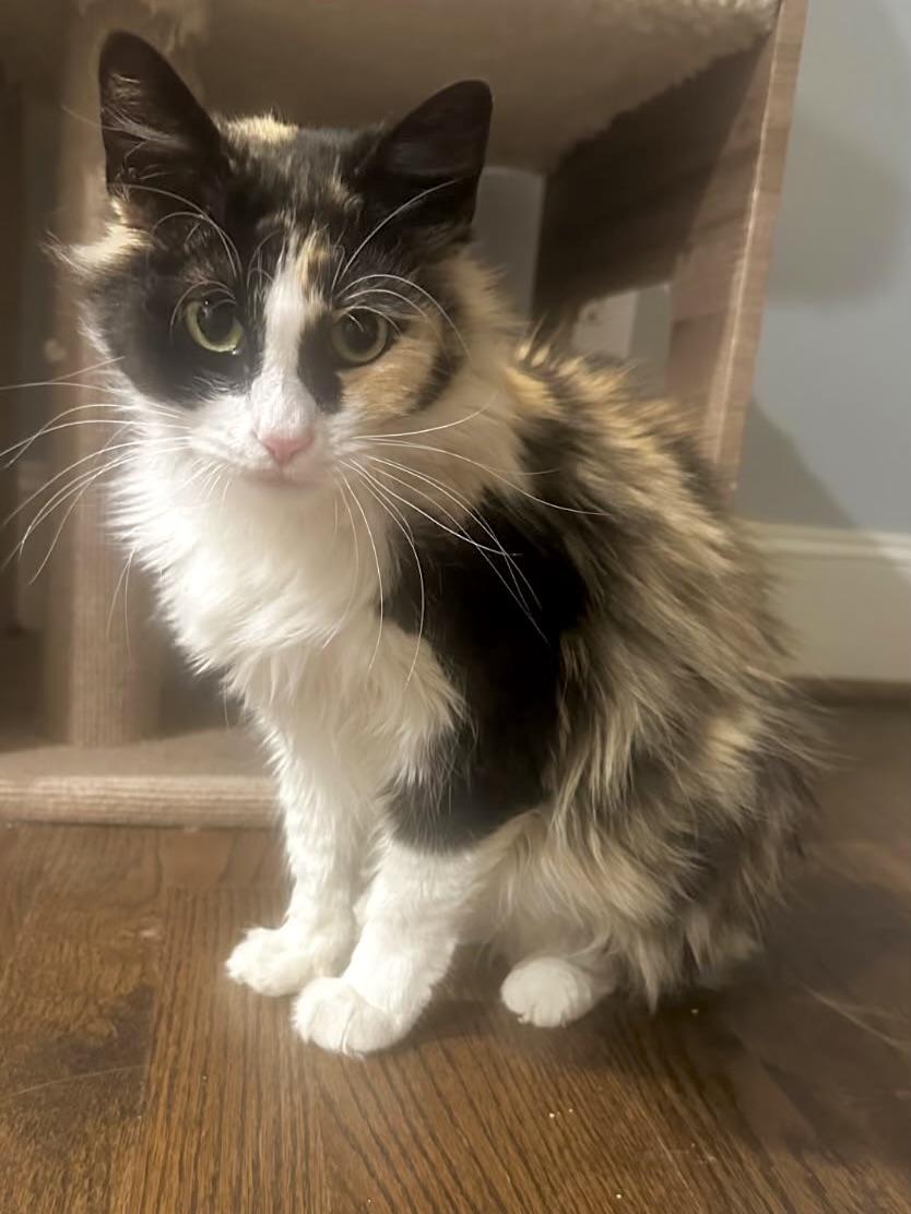 Enlarge Allie (your best ally), a ADOPTABLE mixed breed in Houston, TX image 6/6