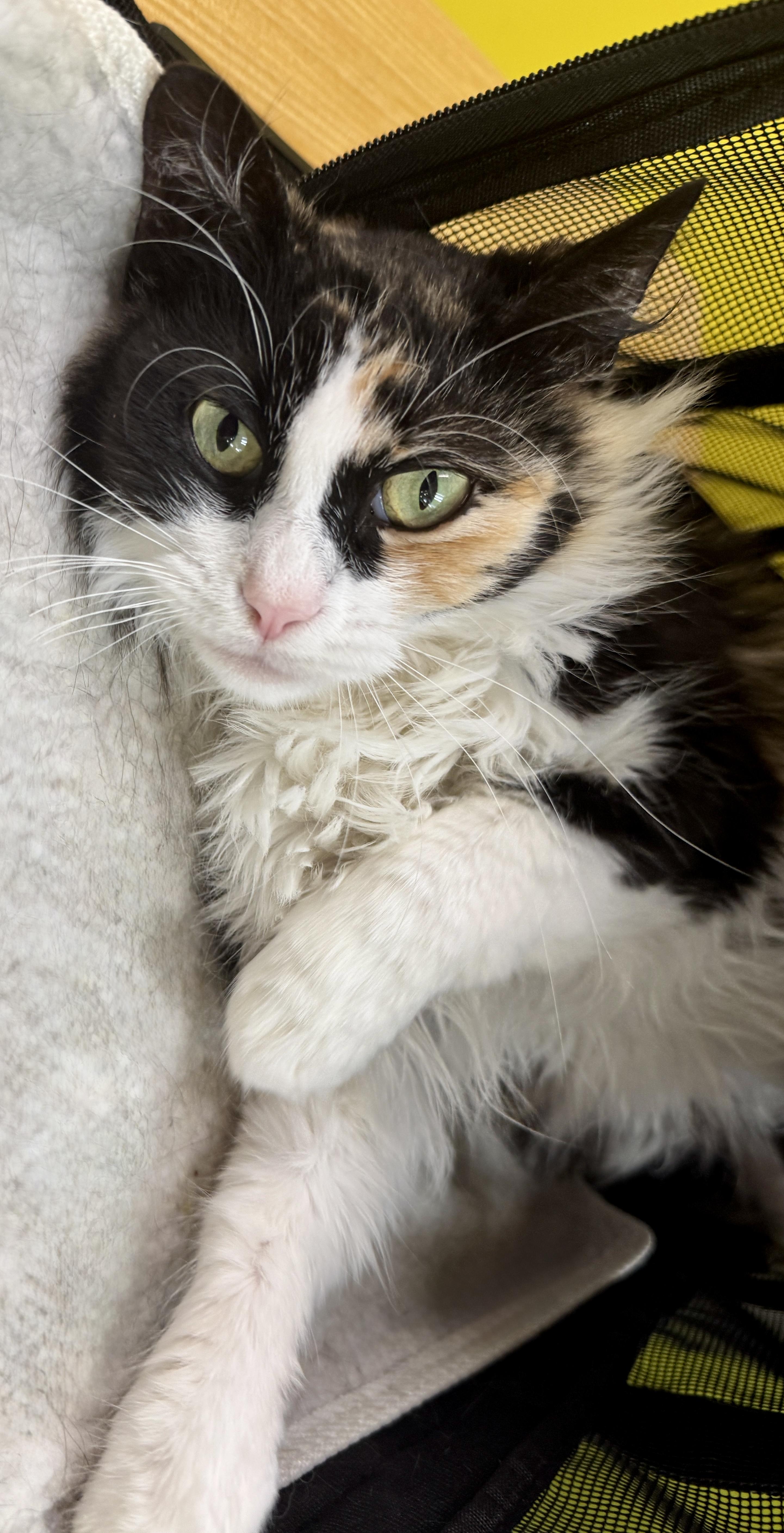 Enlarge Allie (your best ally), a ADOPTABLE mixed breed in Houston, TX image 3/6