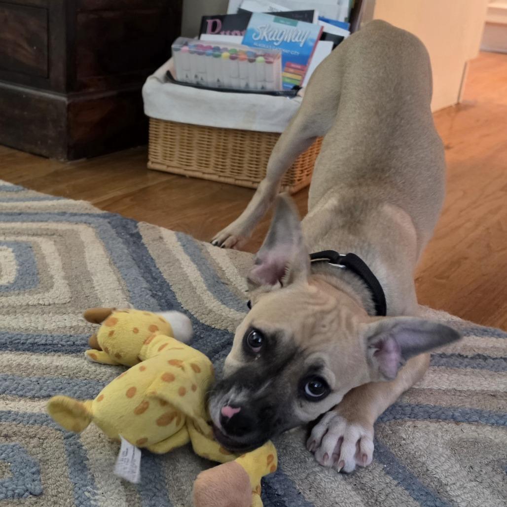 Churchill, Adoptable, Young Male Terrier.