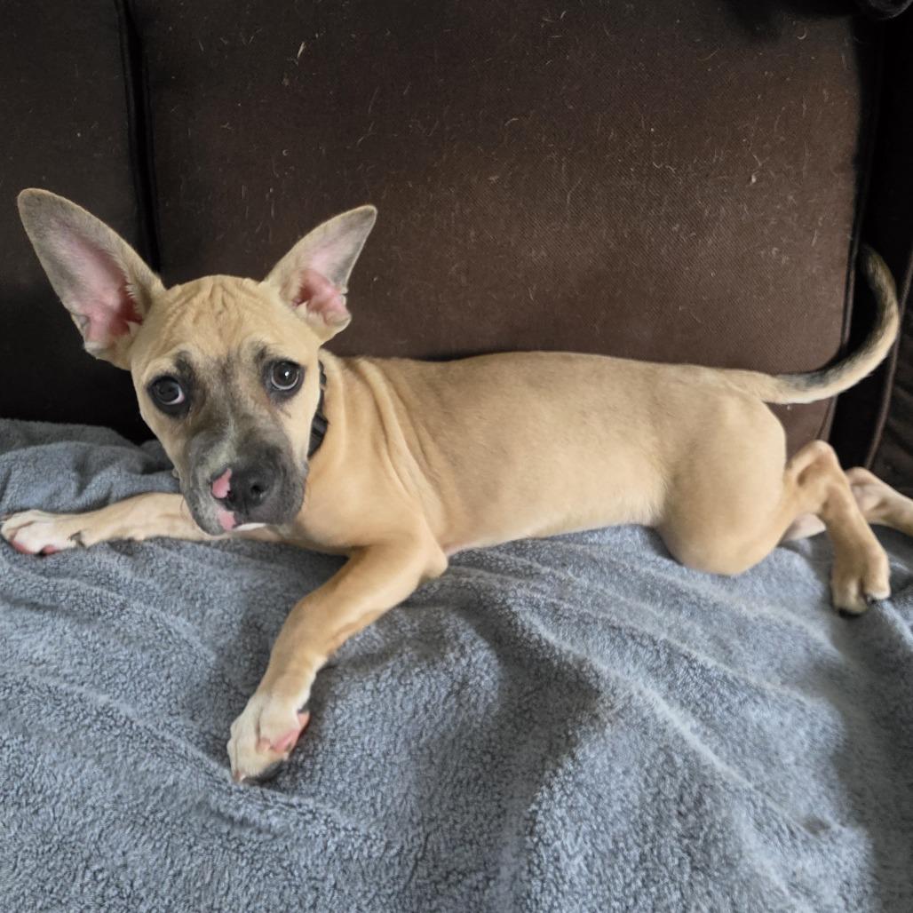 Enlarge Churchill, a Adoptable Terrier in Staten Island, NY image 2/6