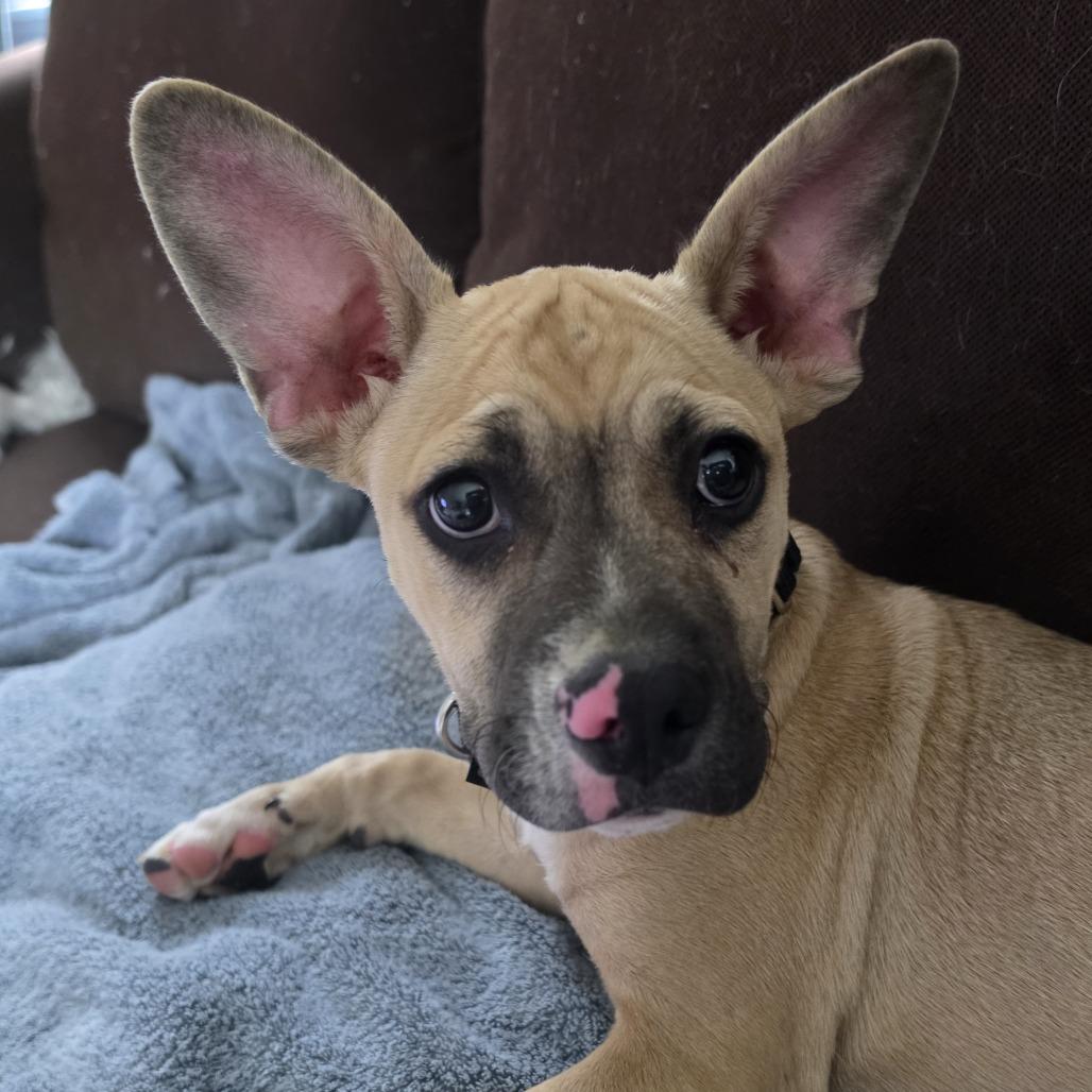 Enlarge Churchill, a Adoptable Terrier in Staten Island, NY image 3/6