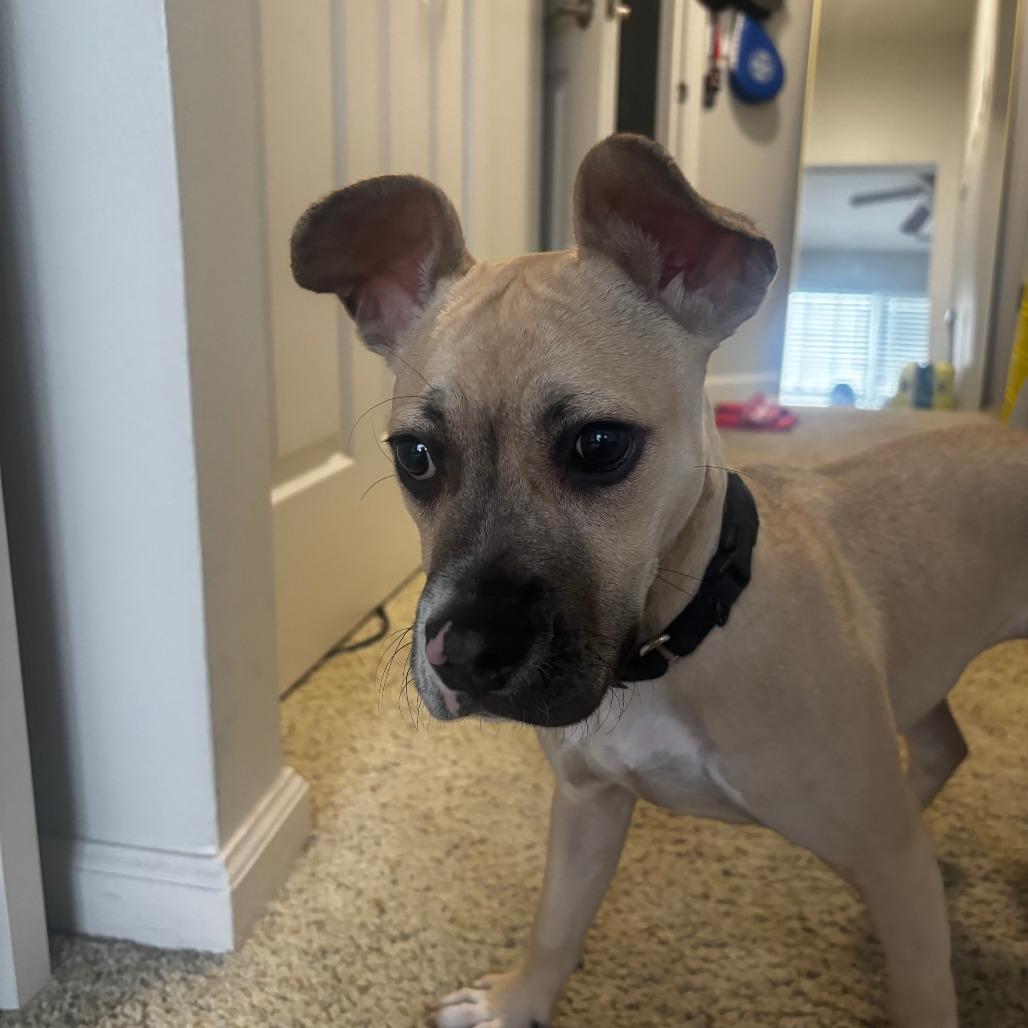Enlarge Churchill, a Adoptable Terrier in Staten Island, NY image 5/6