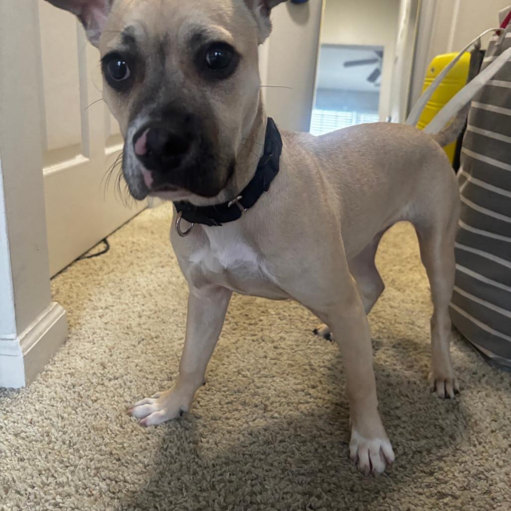 Enlarge Churchill, a Adoptable Terrier in Staten Island, NY image 6/6
