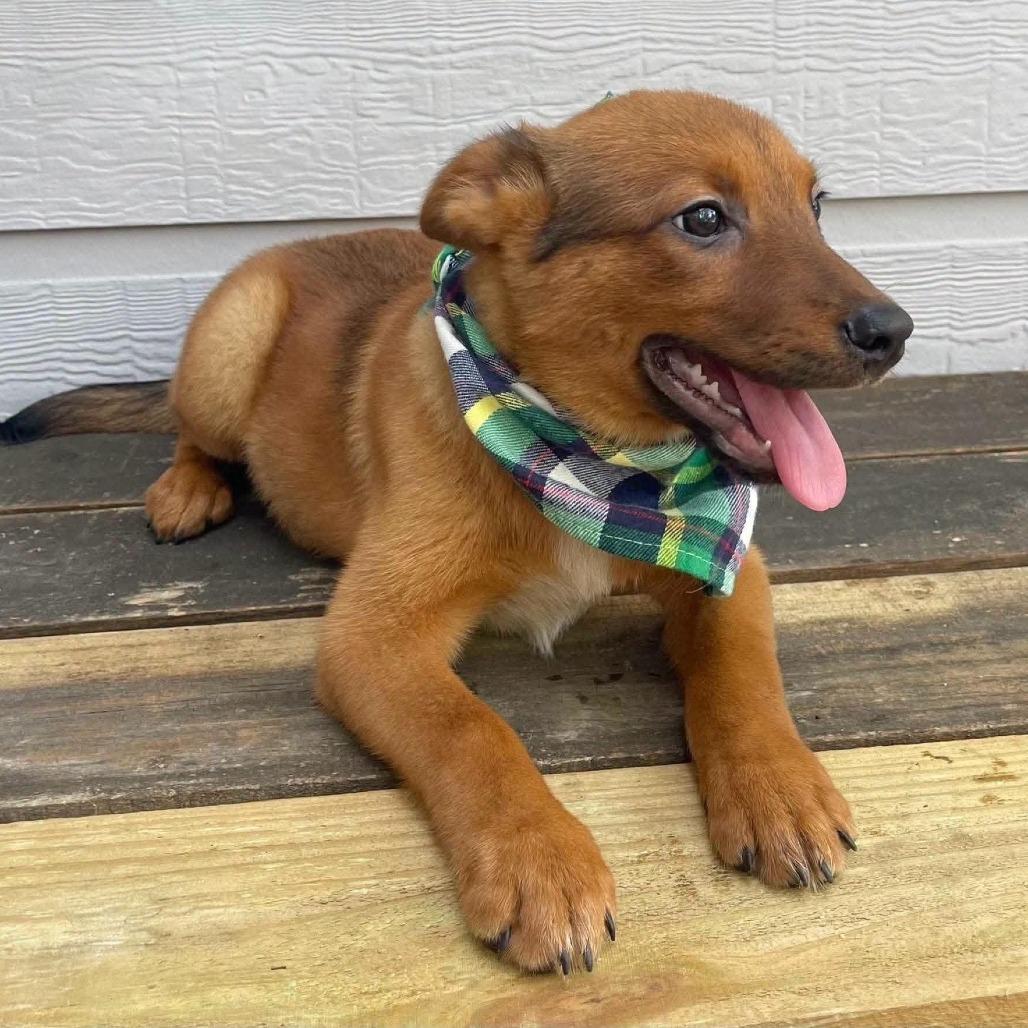 Ender, a Adoptable Australian Cattle Dog / Blue Heeler in Stevens Point, WI image 2/5