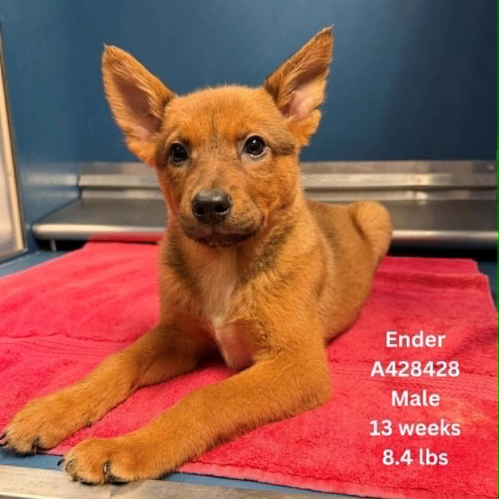 Ender, a Adoptable Australian Cattle Dog / Blue Heeler in Stevens Point, WI image 5/5
