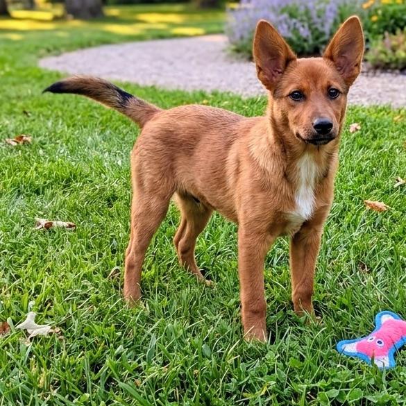 Ender, a Adoptable Australian Cattle Dog / Blue Heeler in Stevens Point, WI image 3/5