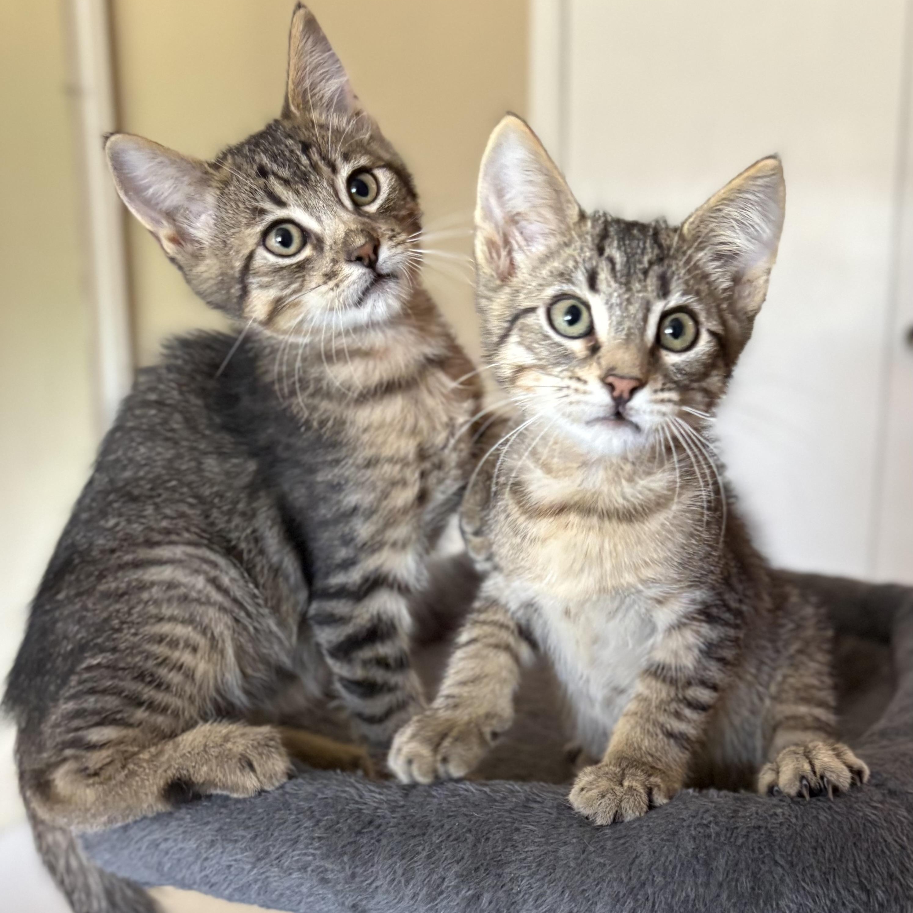 Enlarge Wyn, a Adoptable Domestic Short Hair in Oracle, AZ image 4/5
