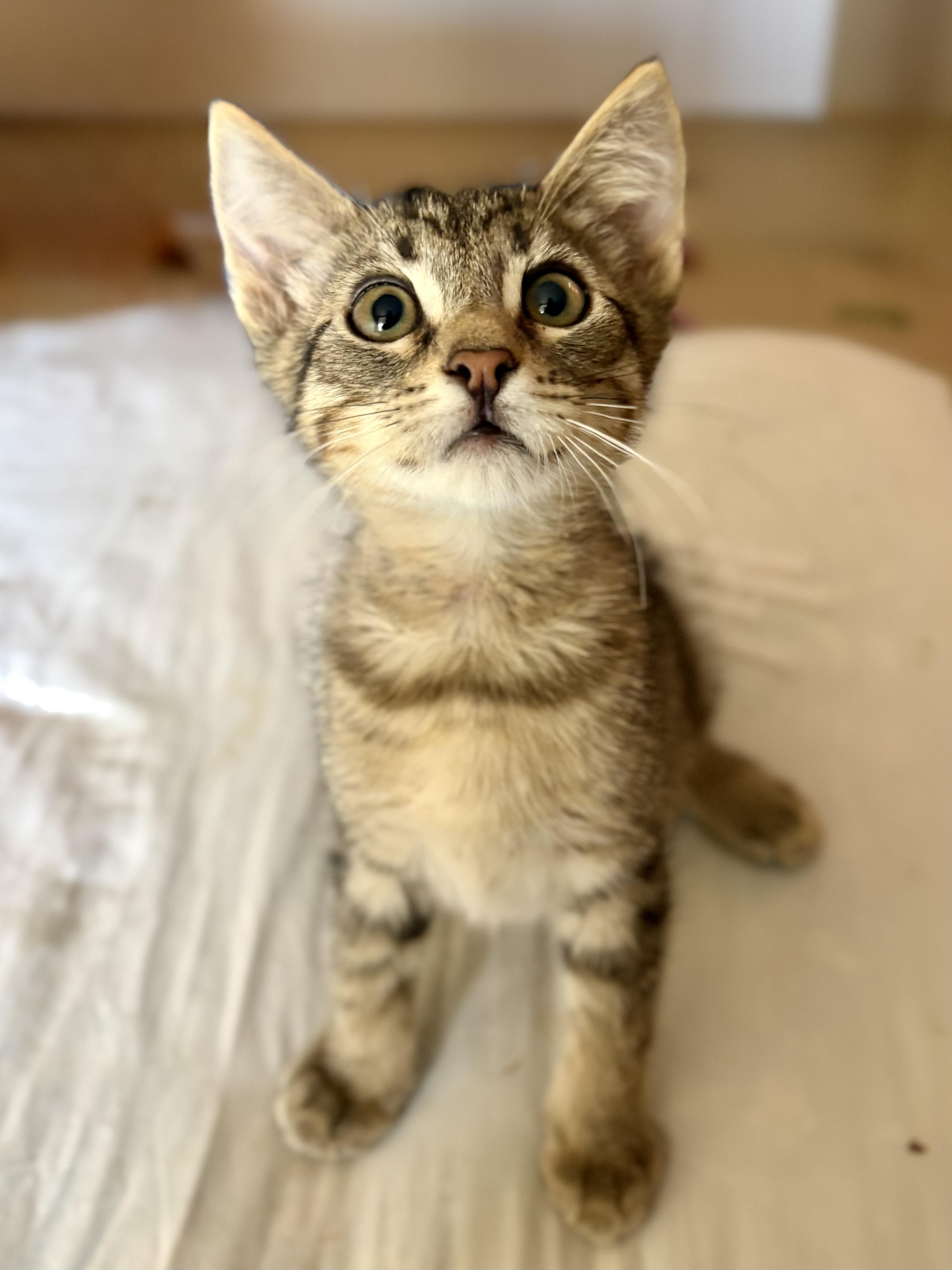 Enlarge Wyn, a Adoptable Domestic Short Hair in Oracle, AZ image 2/5