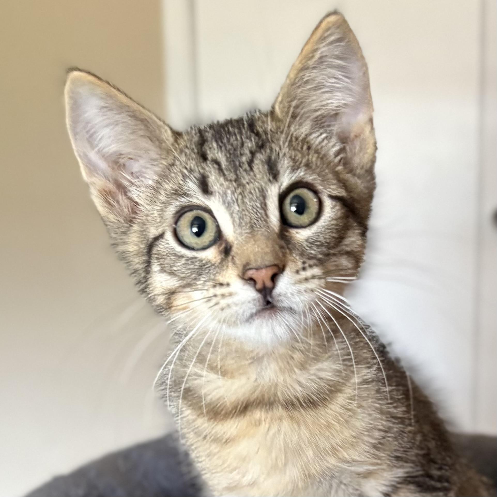 Wyn, Adoptable, Young Male Domestic Short Hair.