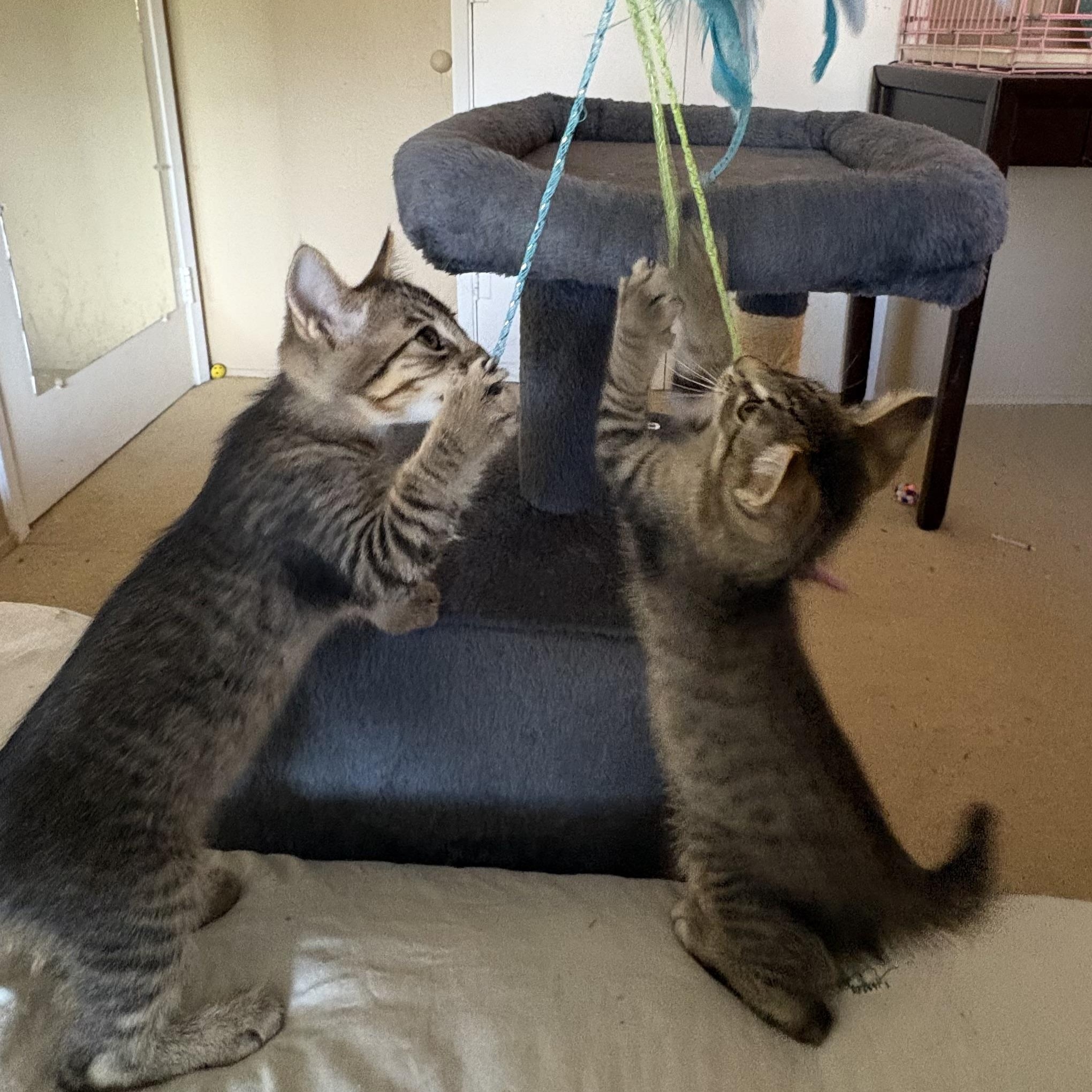 Enlarge Wyn, a Adoptable Domestic Short Hair in Oracle, AZ image 3/5