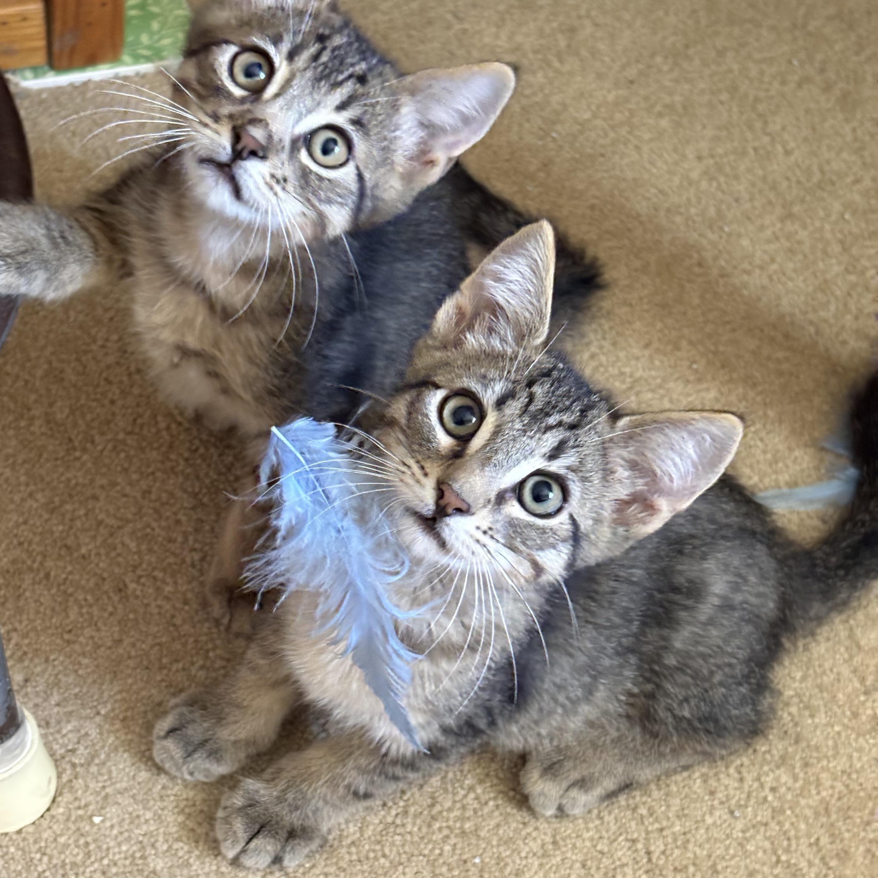 Enlarge Wyn, a Adoptable Domestic Short Hair in Oracle, AZ image 5/5