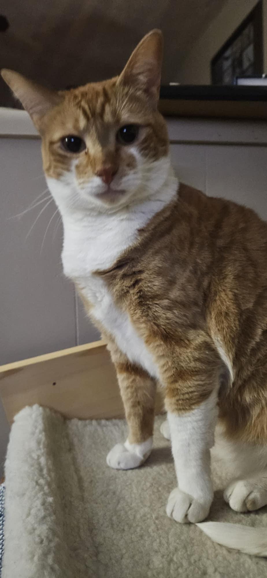 Enlarge Henny Penny DF, a Adoptable Domestic Short Hair in Council Bluffs, IA image 1/3